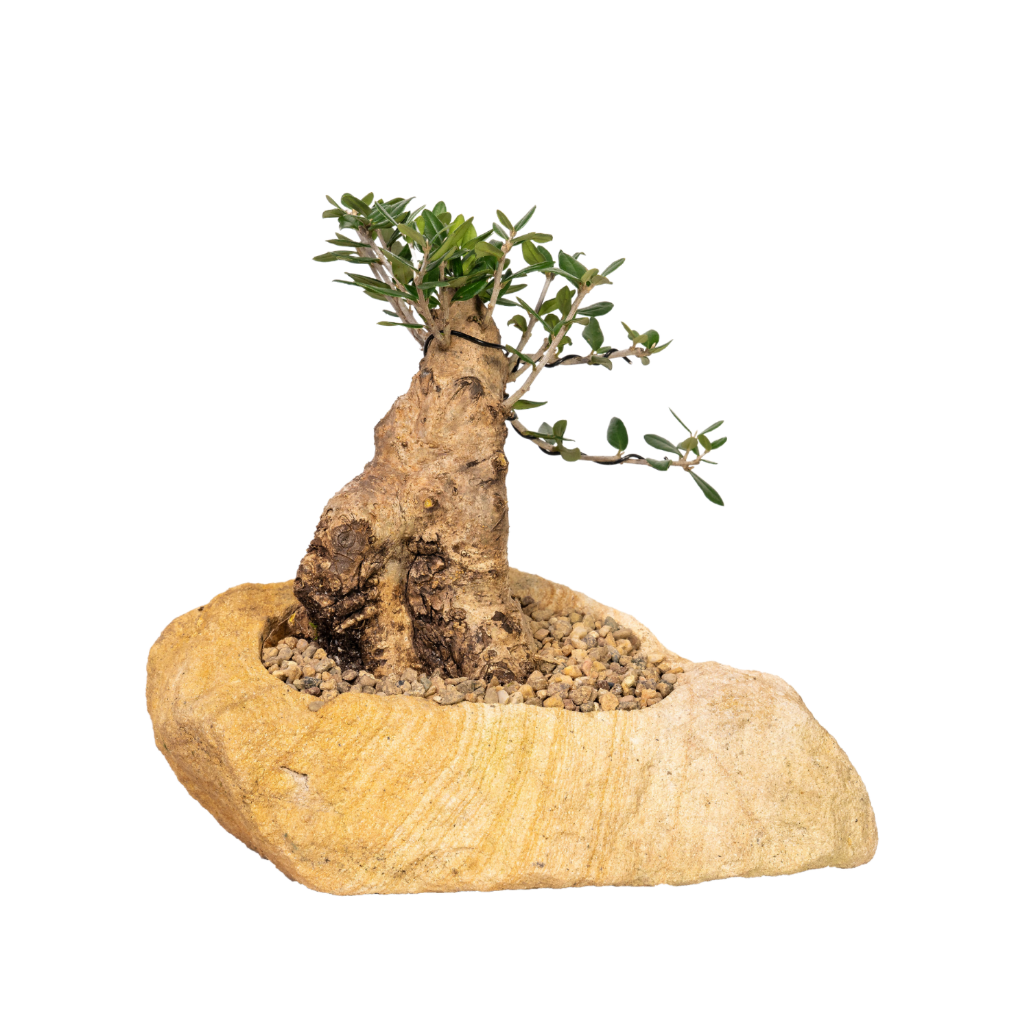 Asian Olive Bonsai (1996)