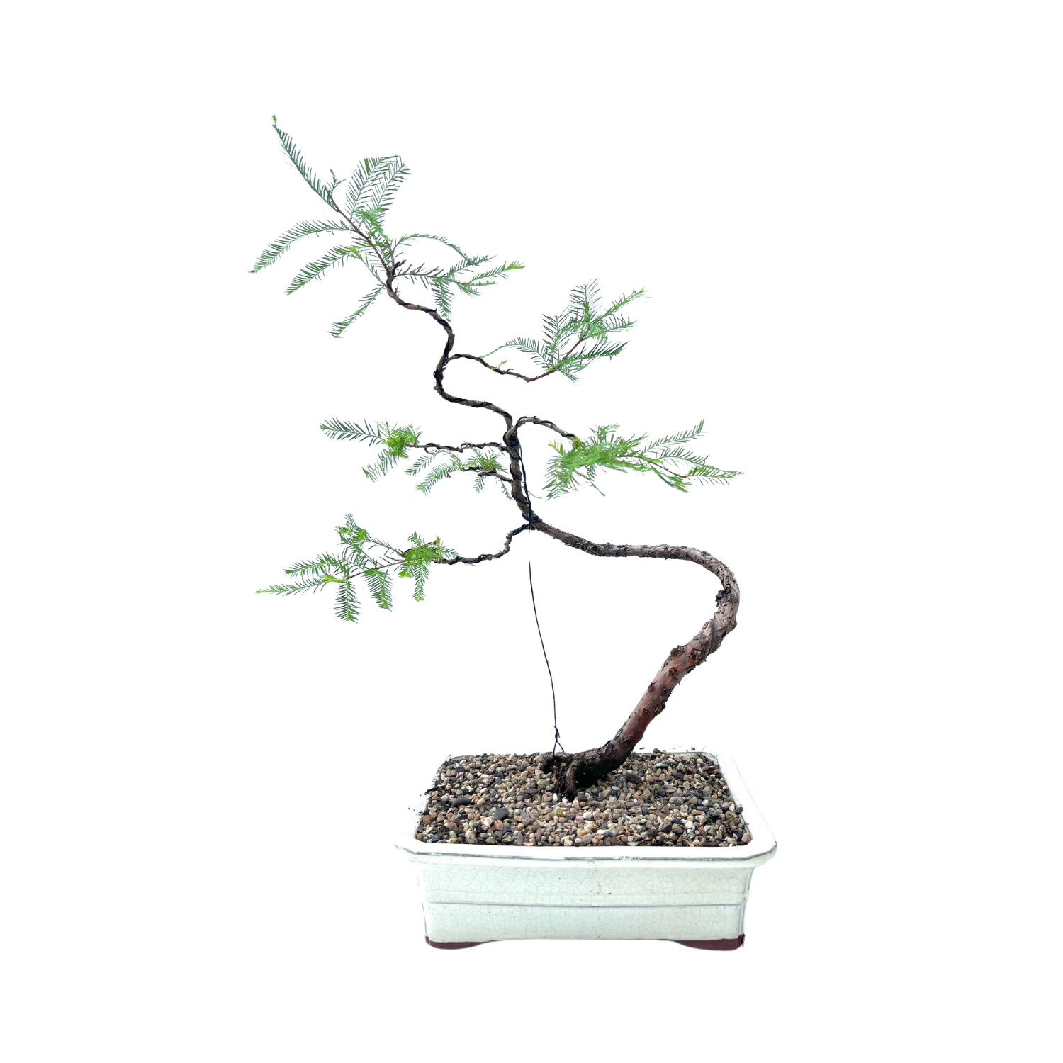 Swamp Cypress Bonsai (2010)