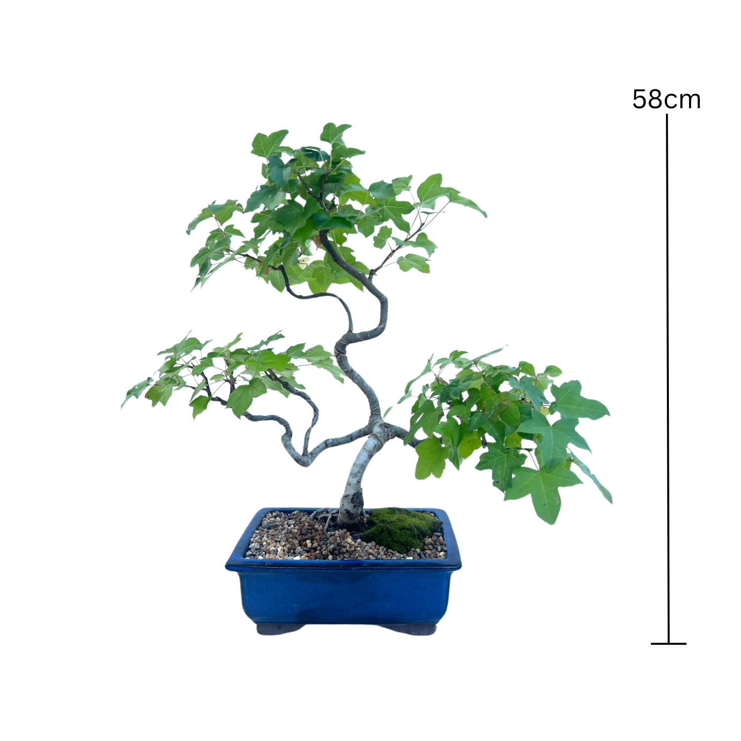 Liquidambar Bonsai (2000)