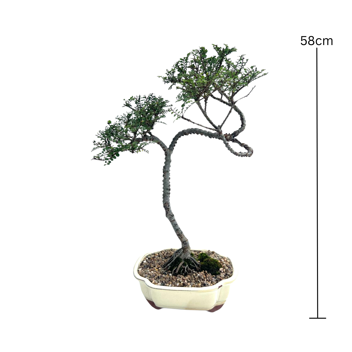 Chinese Elm Bonsai (2007)