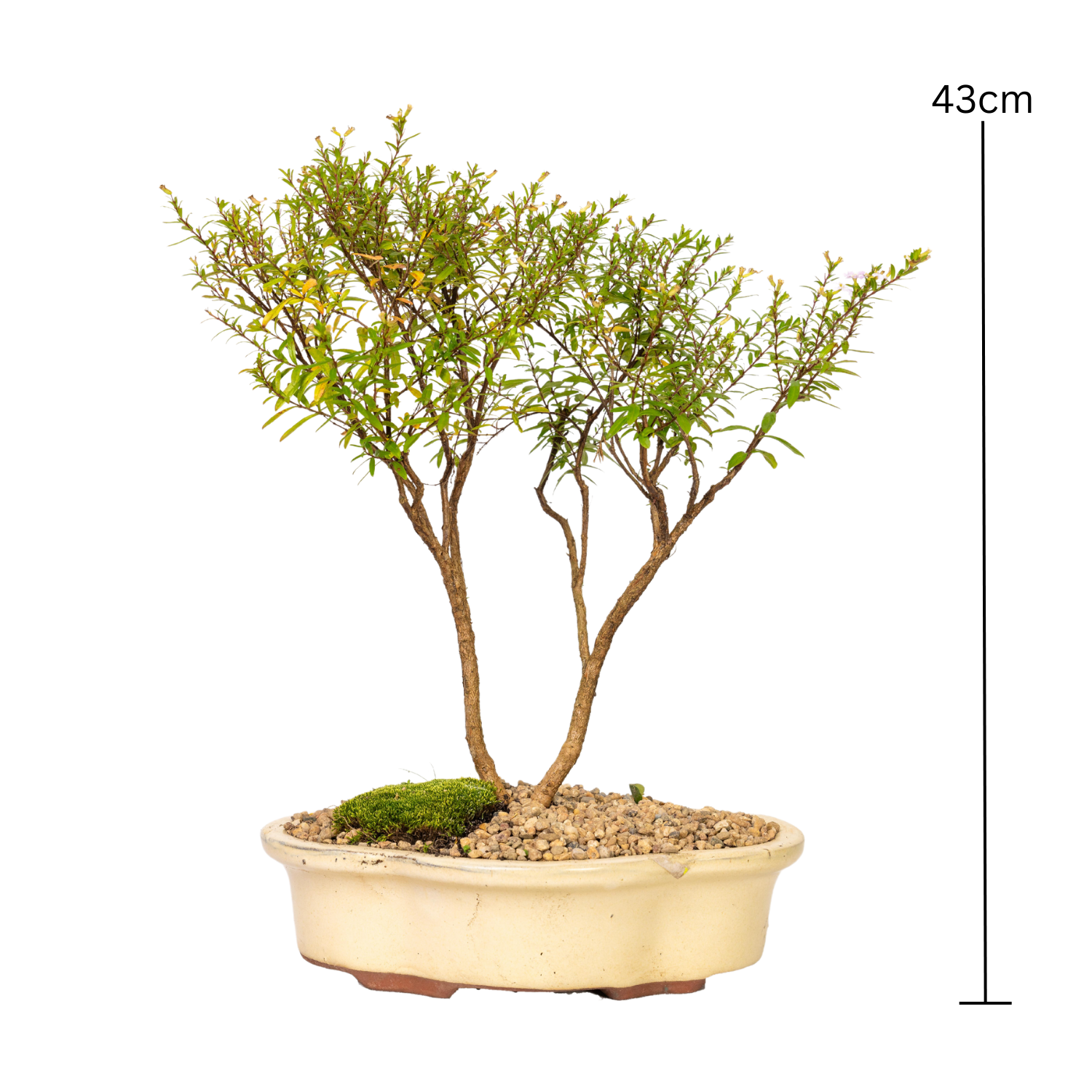 Cuphea Bonsai (2016)