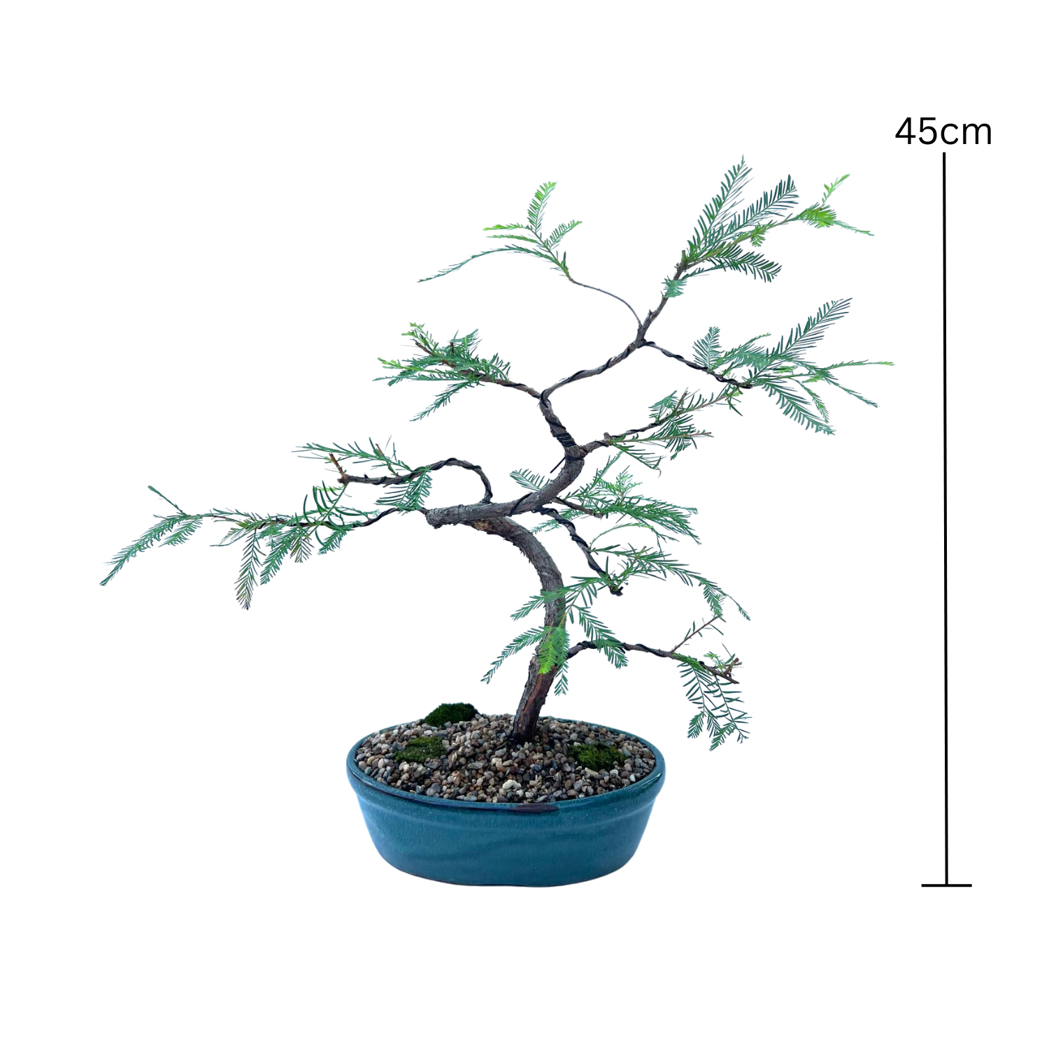 Swamp Cypress Bonsai (2009)