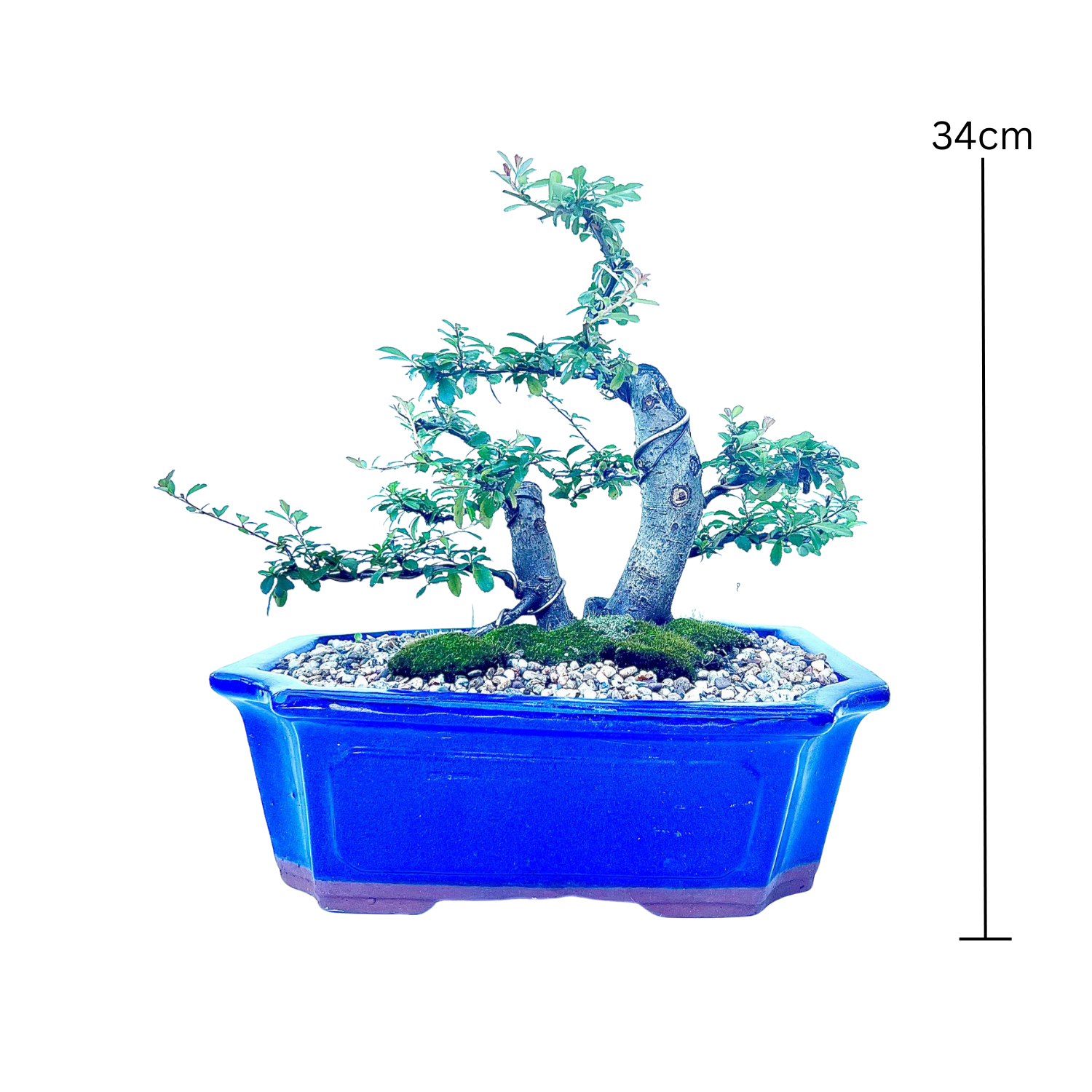 Pyracantha Bonsai (2002)