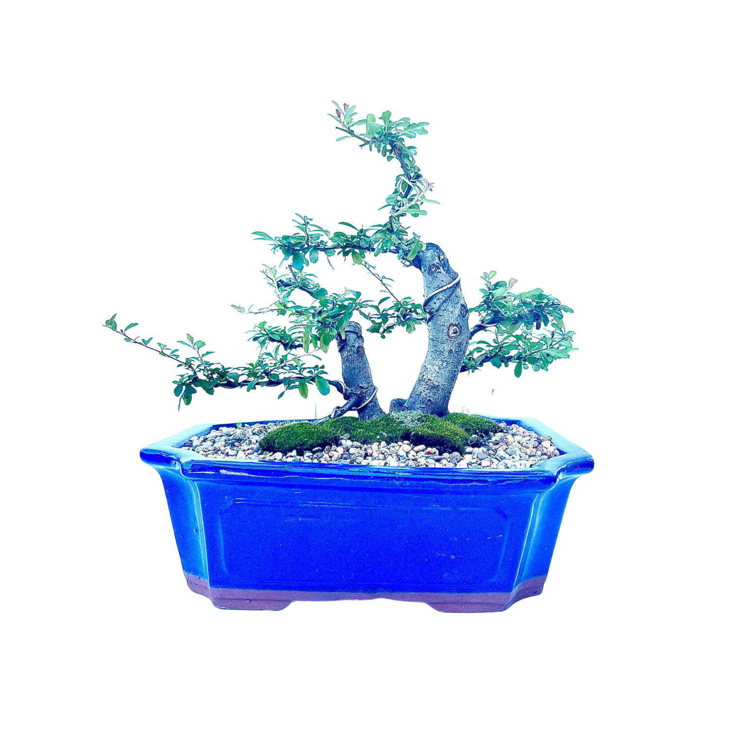 Pyracantha Bonsai (2002)