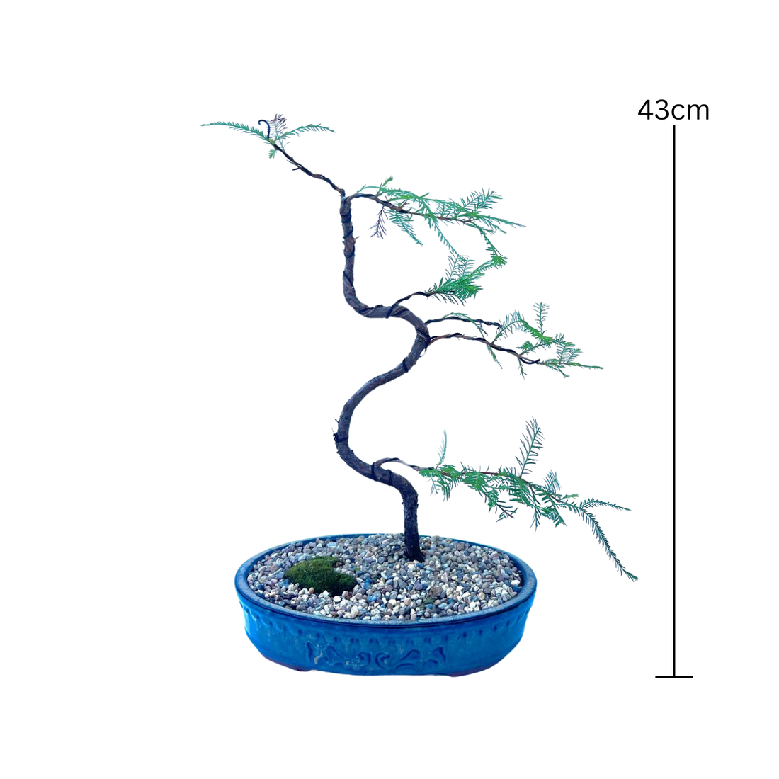 Swamp Cypress Bonsai (2015)