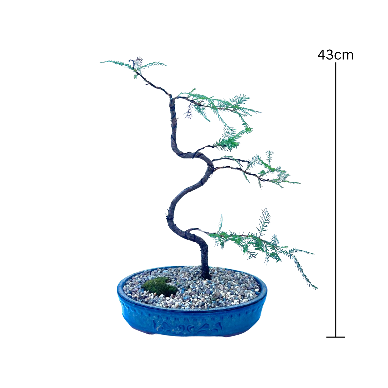 Swamp Cypress Bonsai (2015)