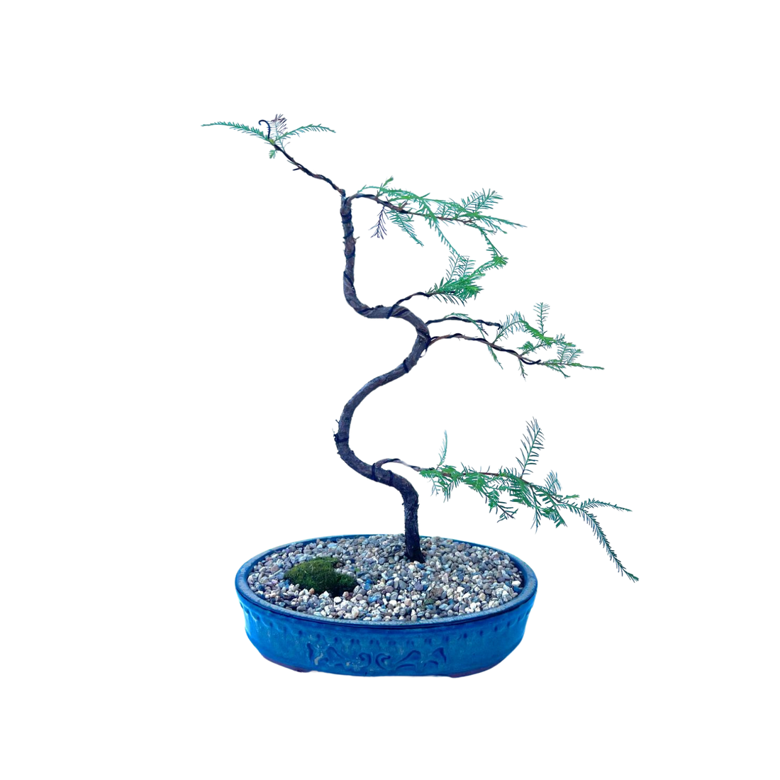 Swamp Cypress Bonsai (2015)