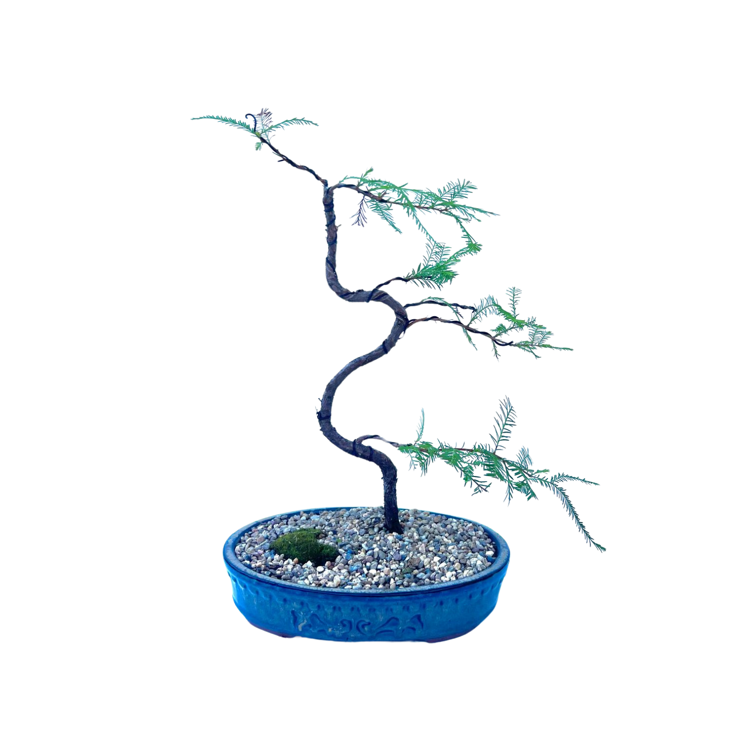 Swamp Cypress Bonsai (2015)