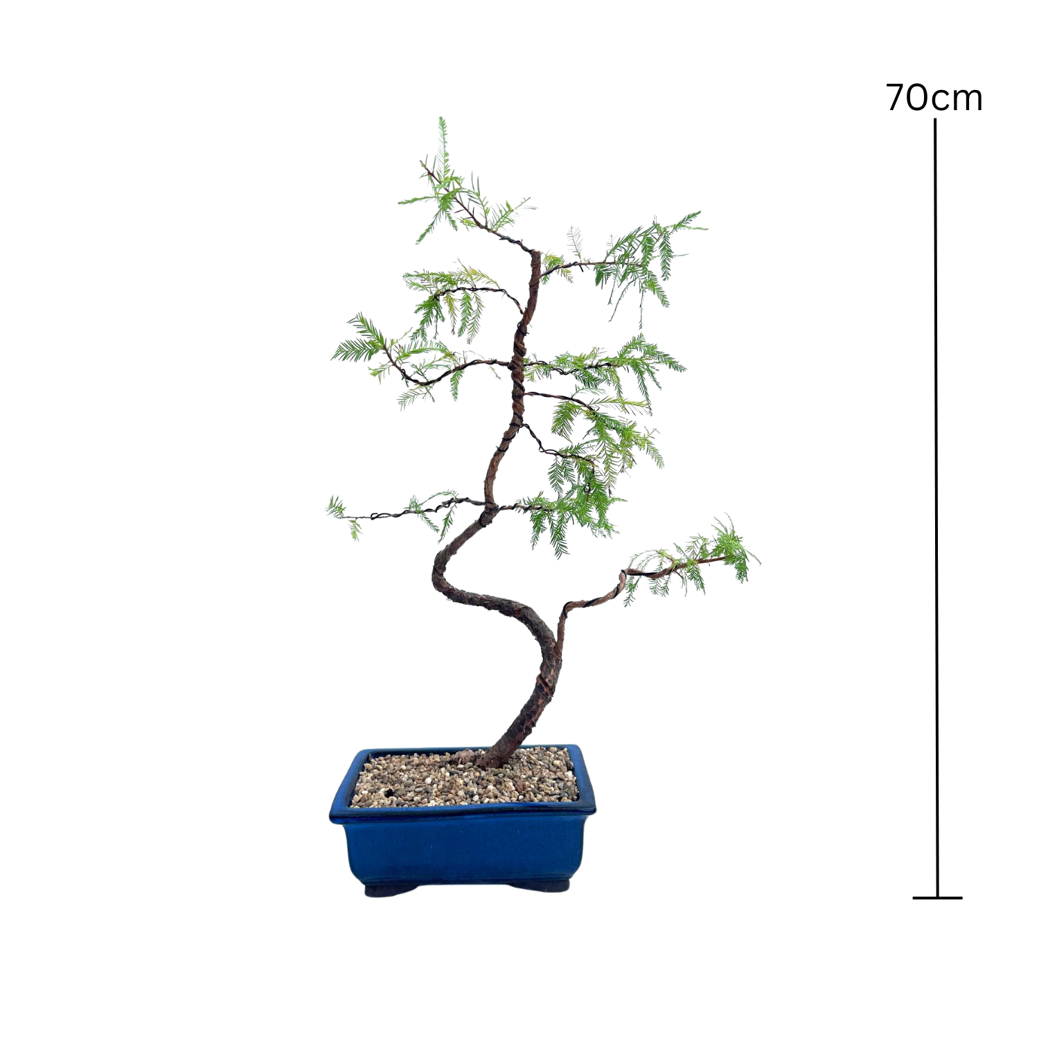 Swamp Cypress Bonsai (2007)