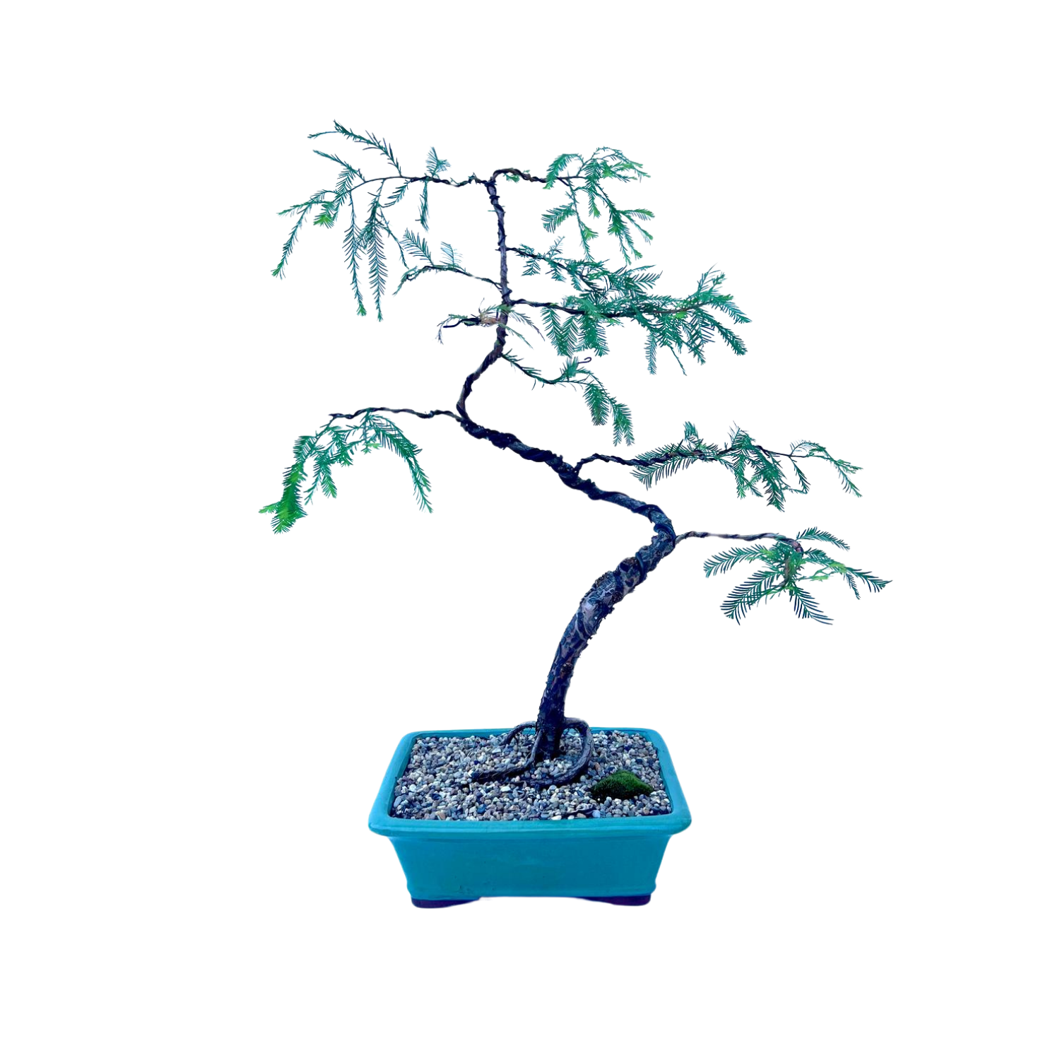 Swamp Cypress Bonsai (2004)