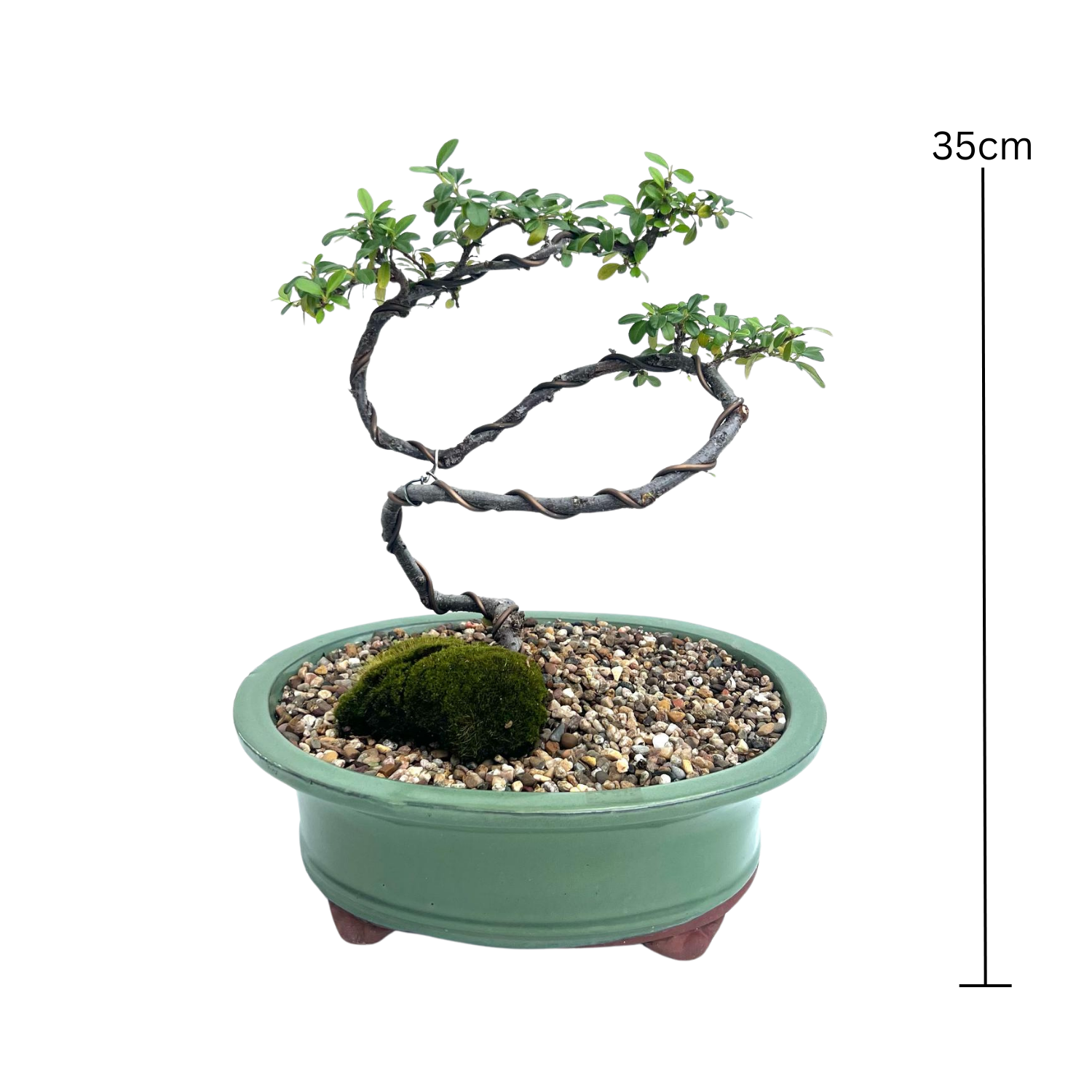 Cotoneaster Bonsai (2016)