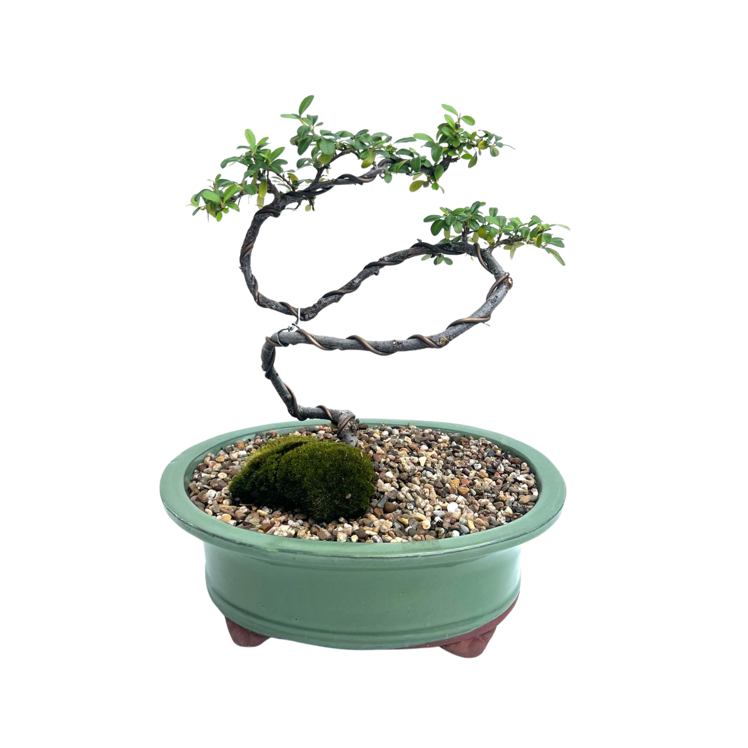 Cotoneaster Bonsai (2016)