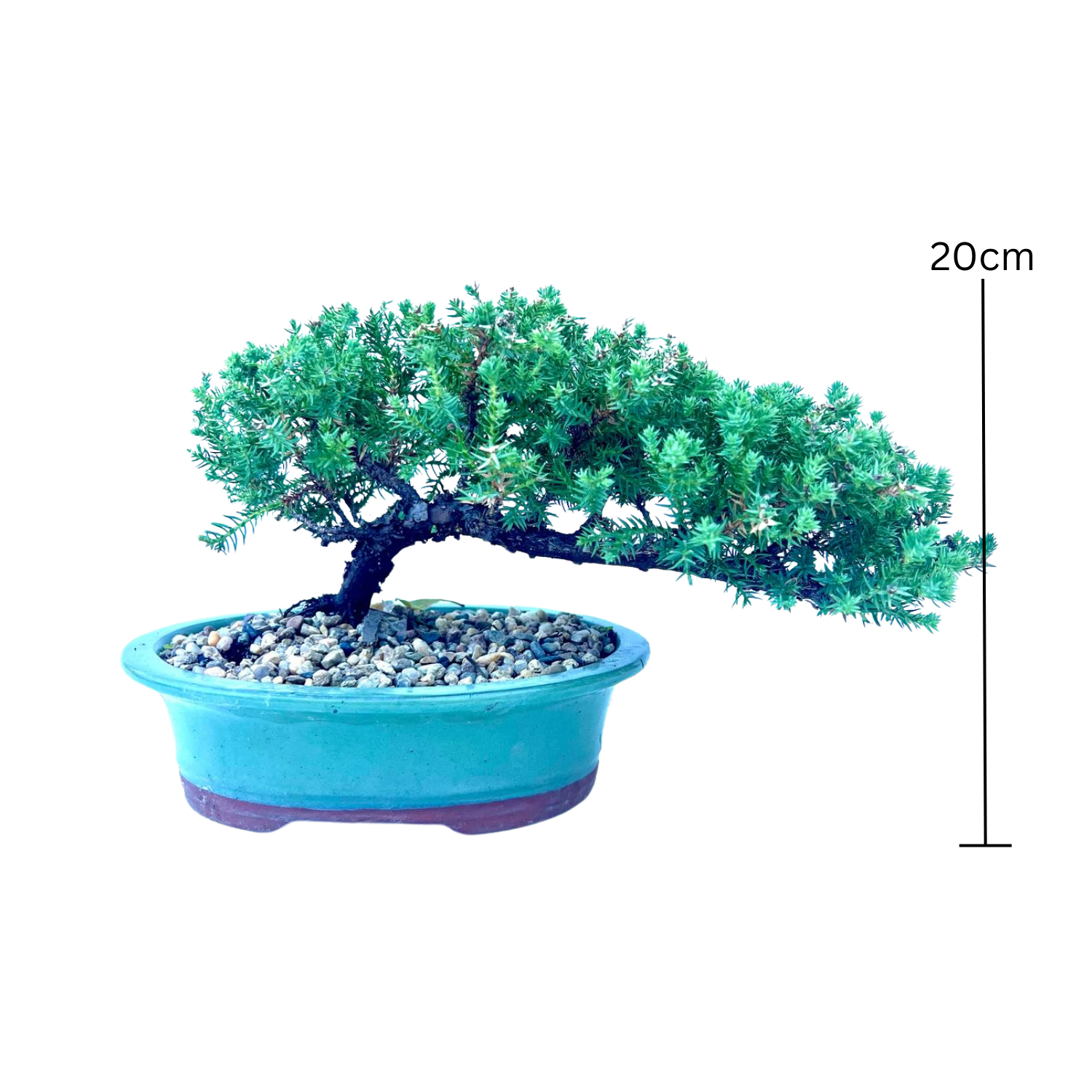 Juniper Bonsai (2016)