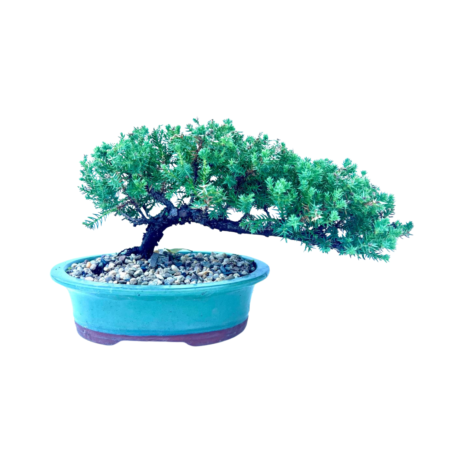 Juniper Bonsai (2016)