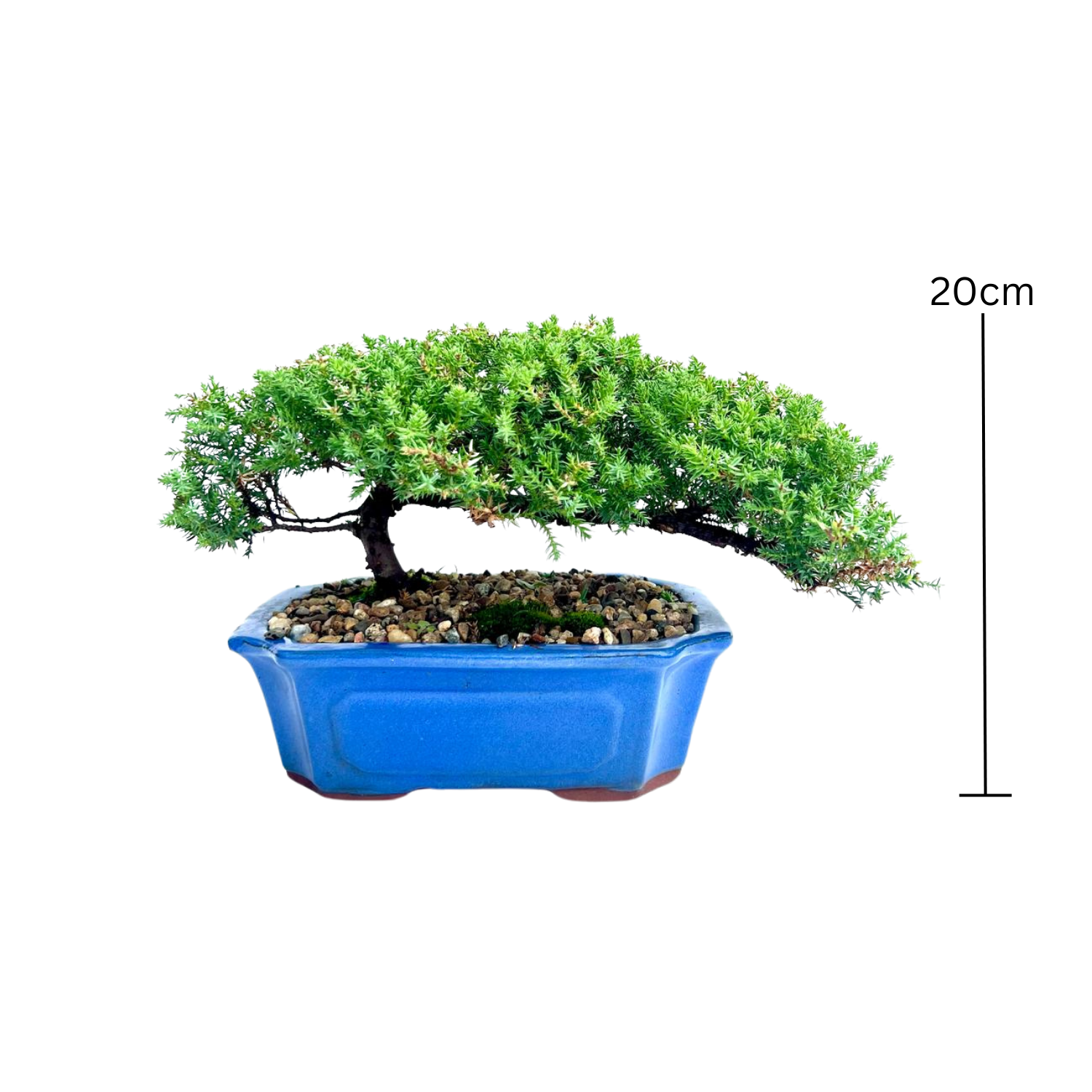 Juniper Bonsai (2014)