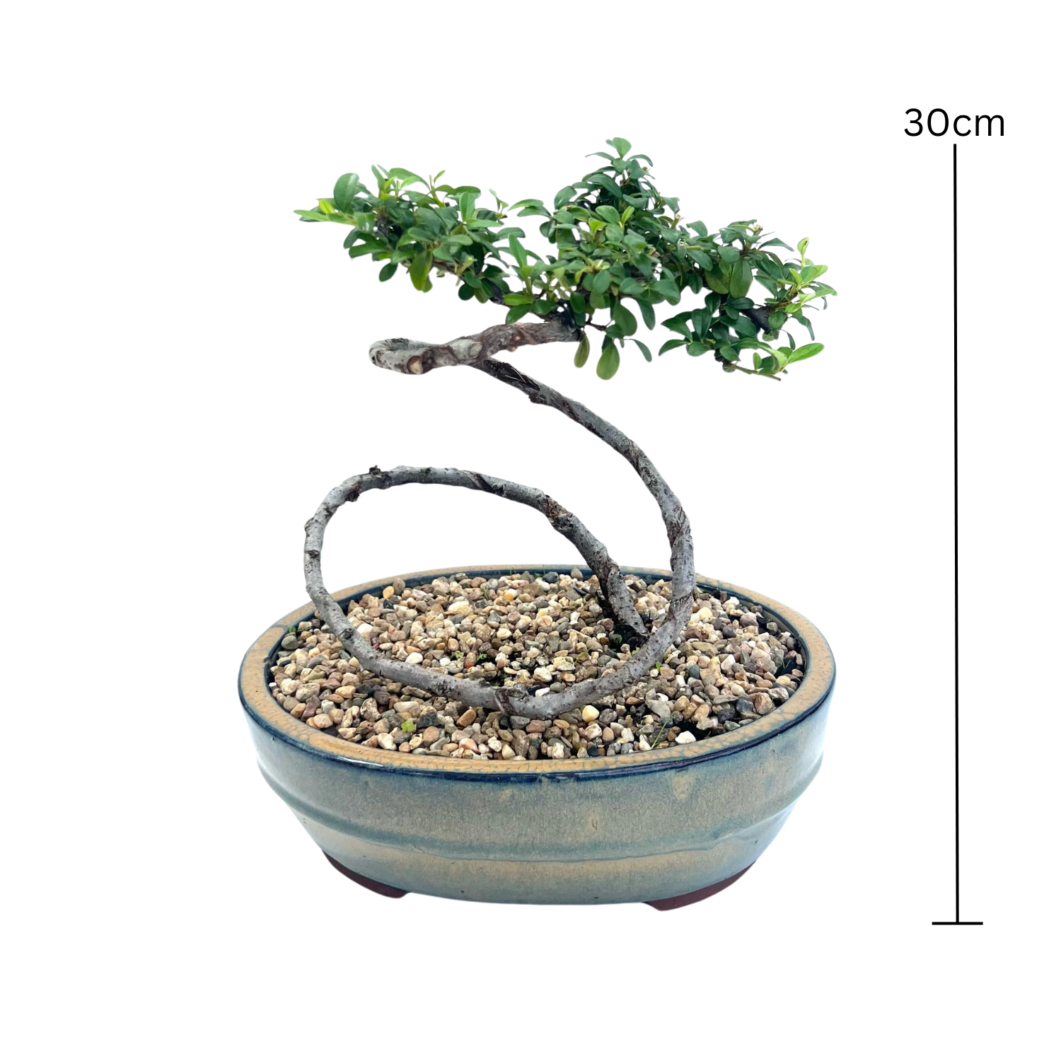Cotoneaster Bonsai (2016)