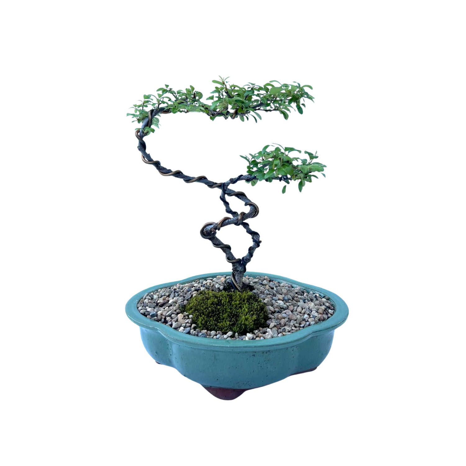 Cotoneaster Bonsai (2016)