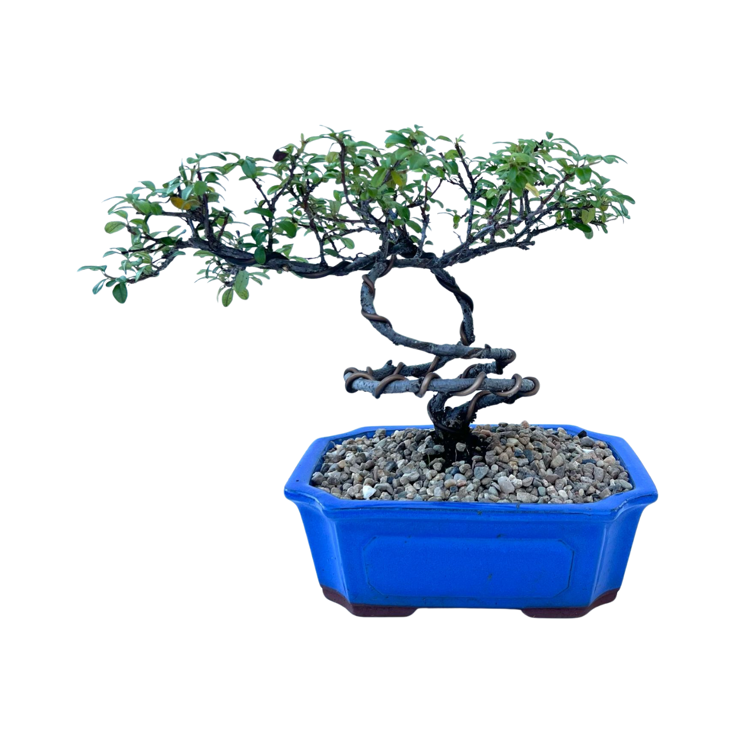 Cotoneaster Bonsai (2014)