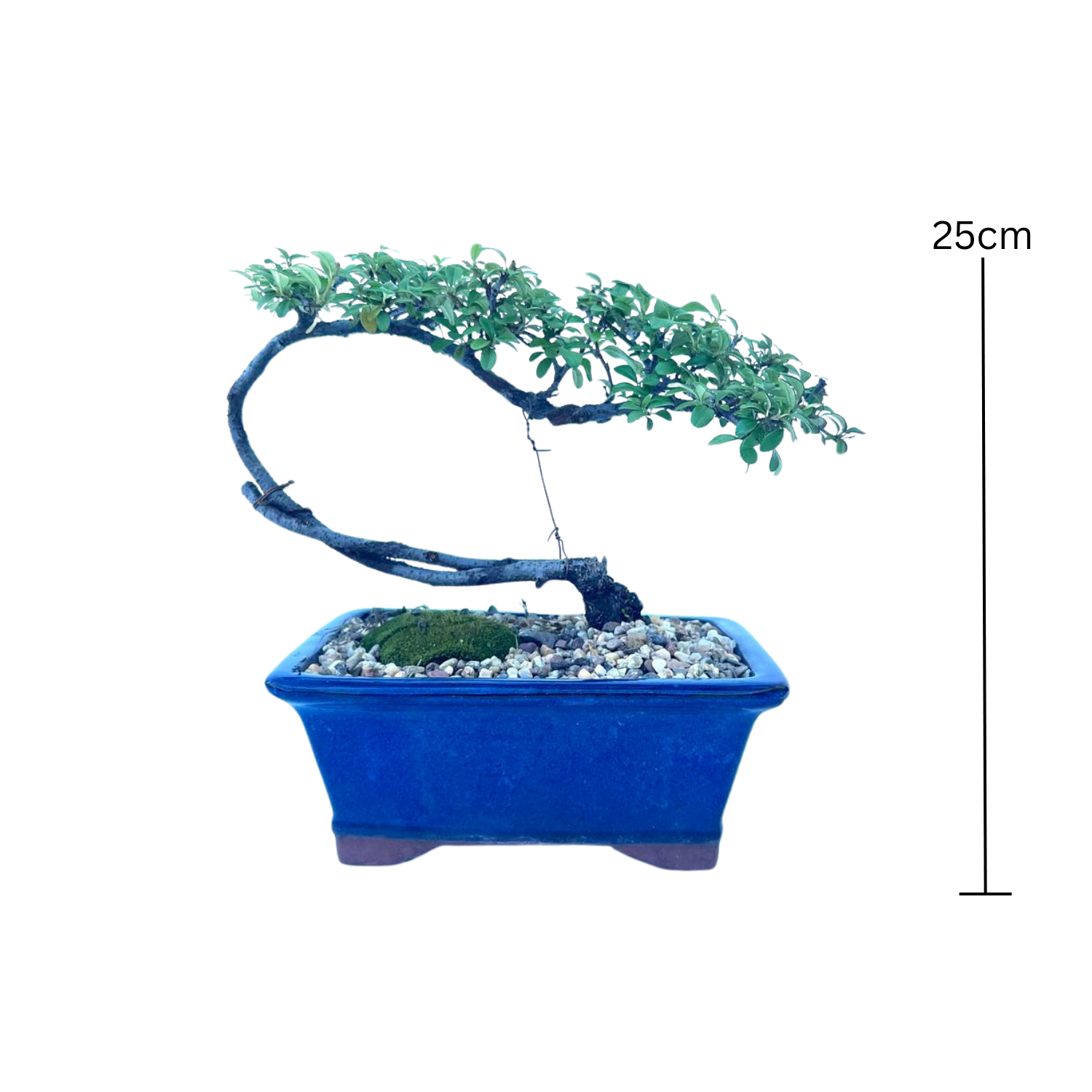 Cotoneaster Bonsai (2015)