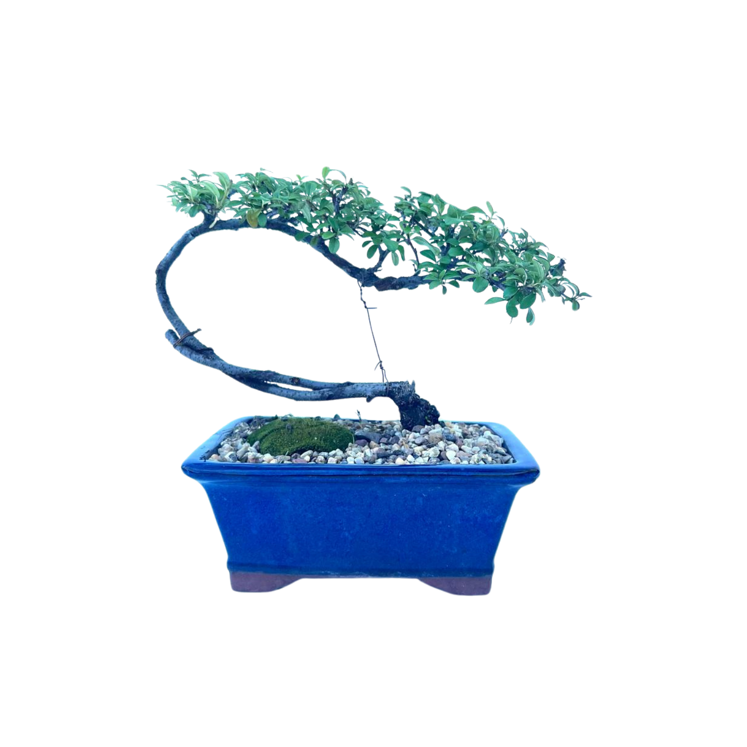 Cotoneaster Bonsai (2015)