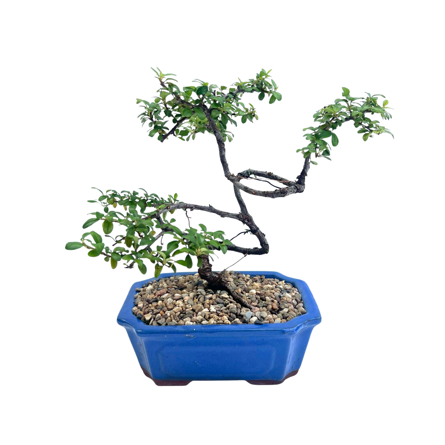 Cotoneaster Bonsai (2014)