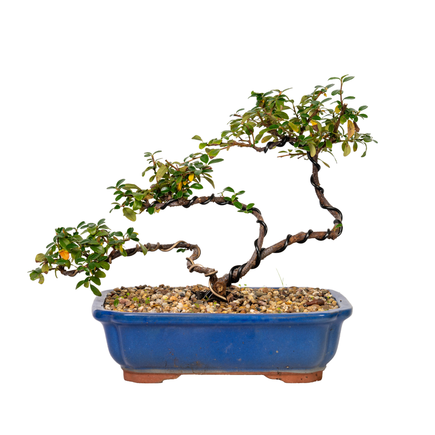 Japanese Rockspray Bonsai (2014)