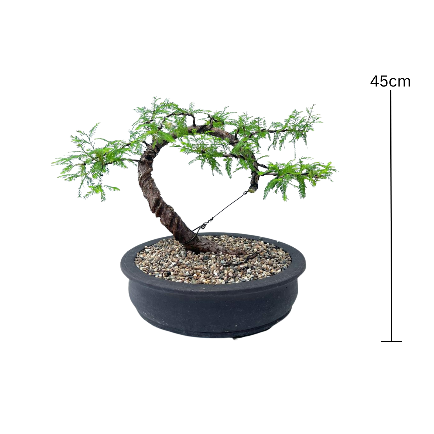 Swamp Cypress Bonsai (2001)