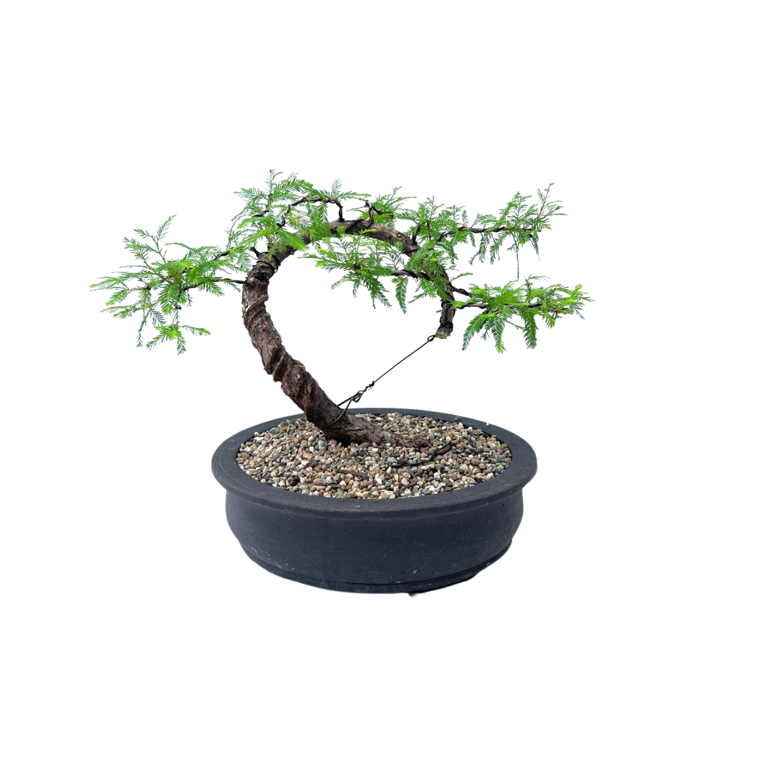 Swamp Cypress Bonsai (2001)