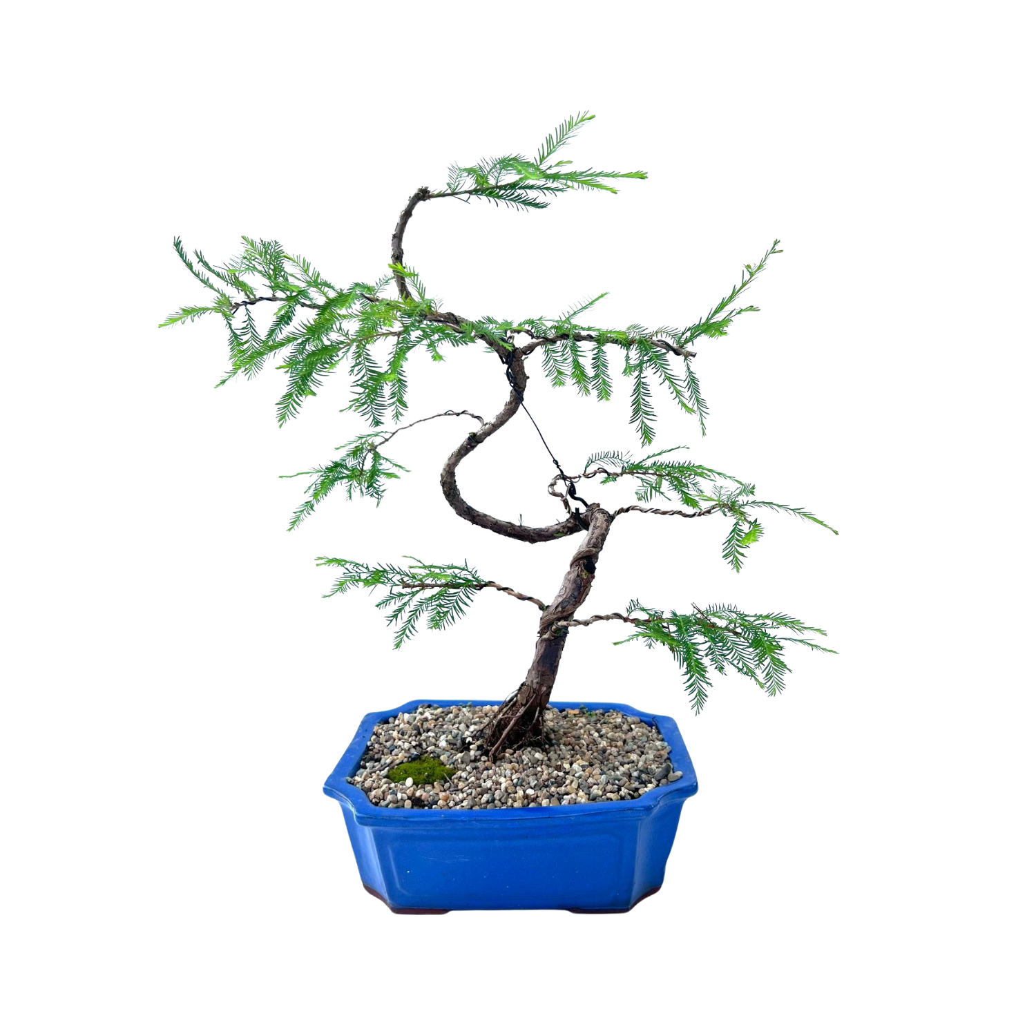 Swamp Cypress Bonsai (2003)