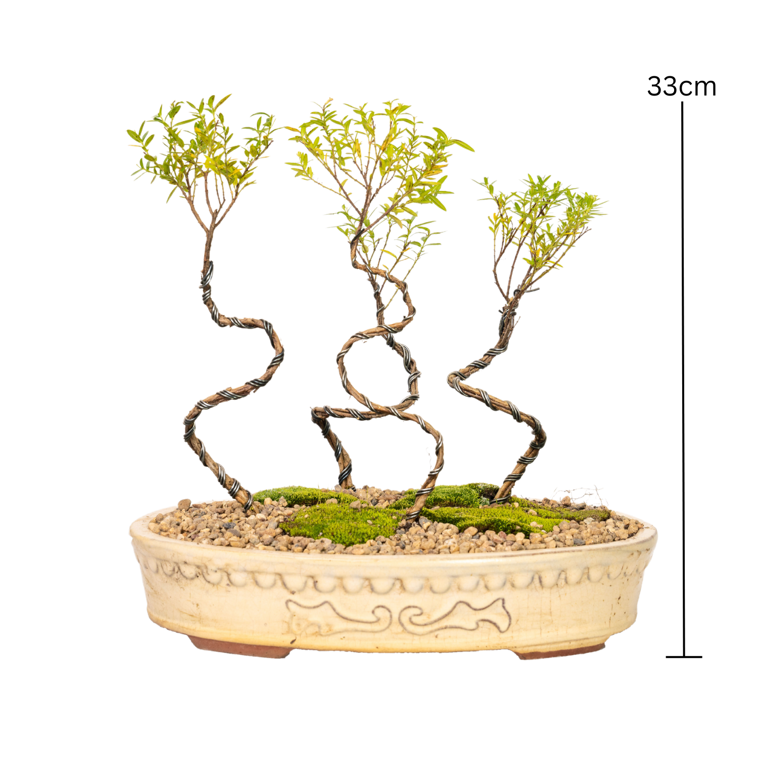 Cuphea Bonsai (2019)