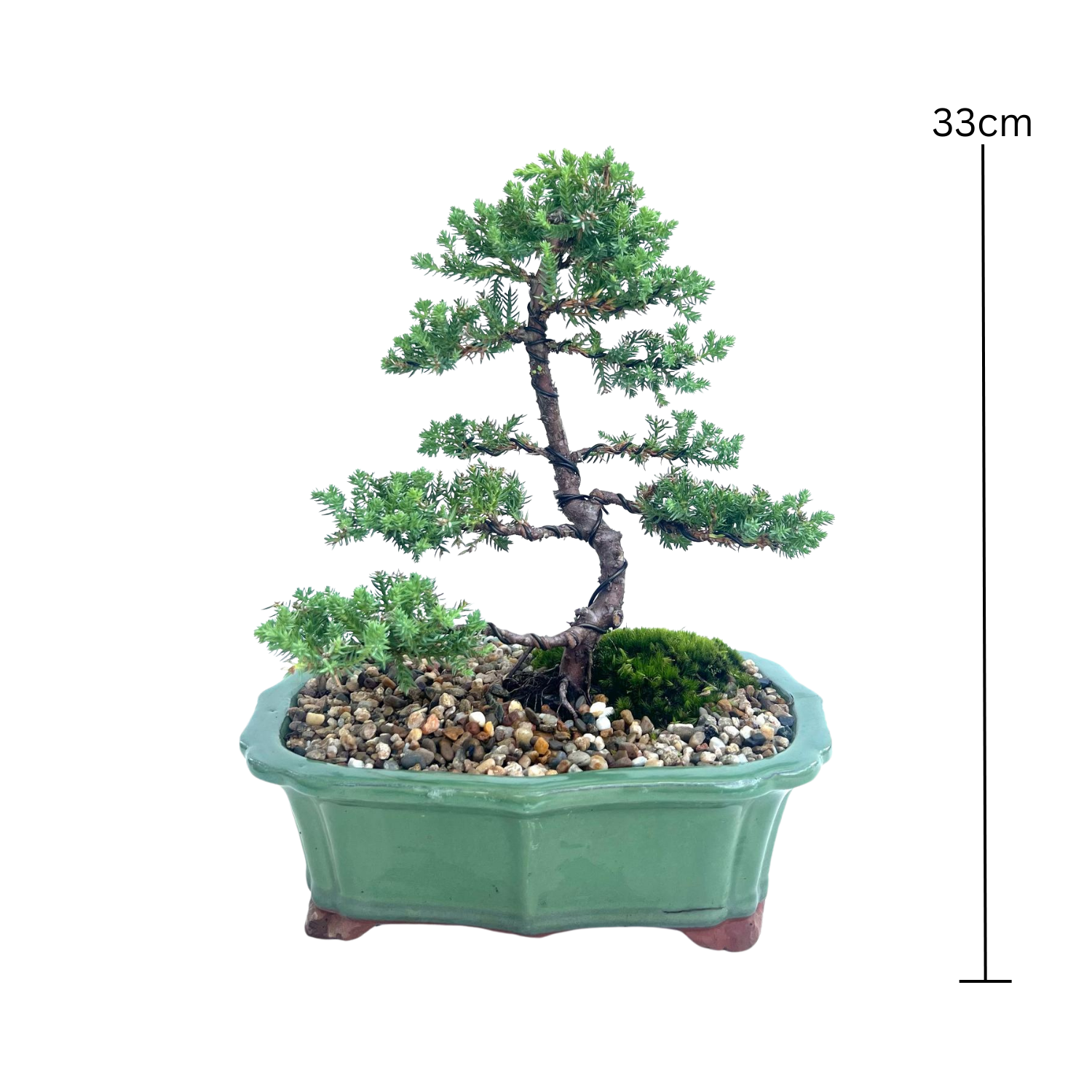 Juniper Bonsai (2012)