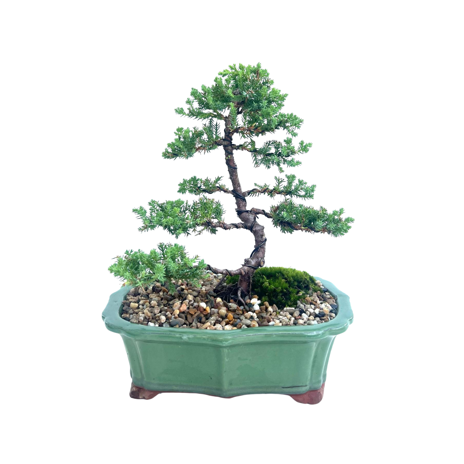 Juniper Bonsai (2012)