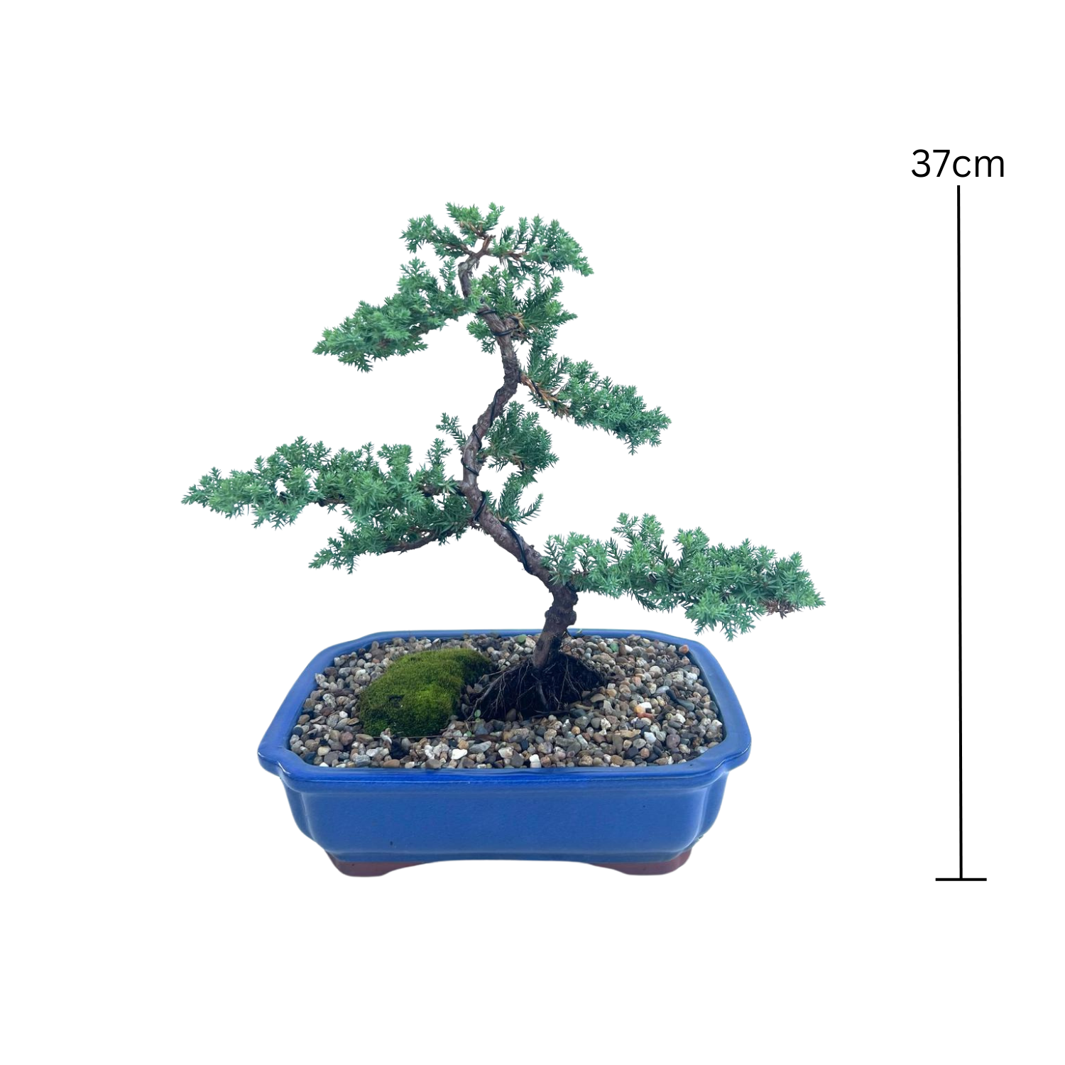 Juniper Bonsai (2013)