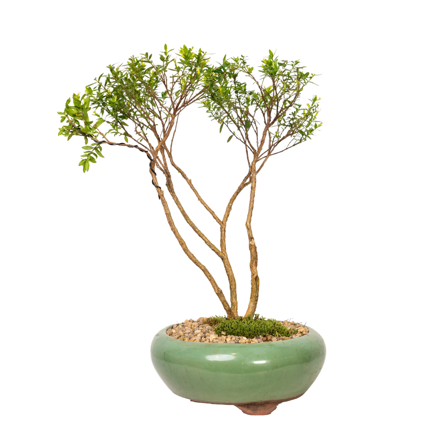 Cuphea Bonsai (2019)