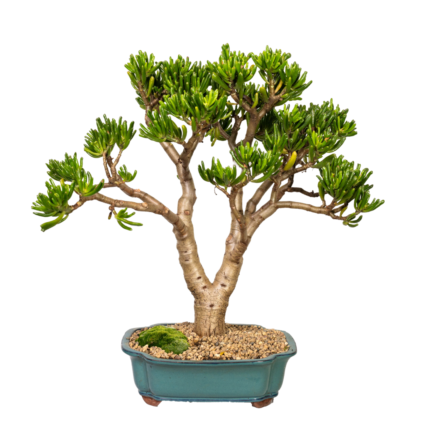 Jade Bonsai (1999)