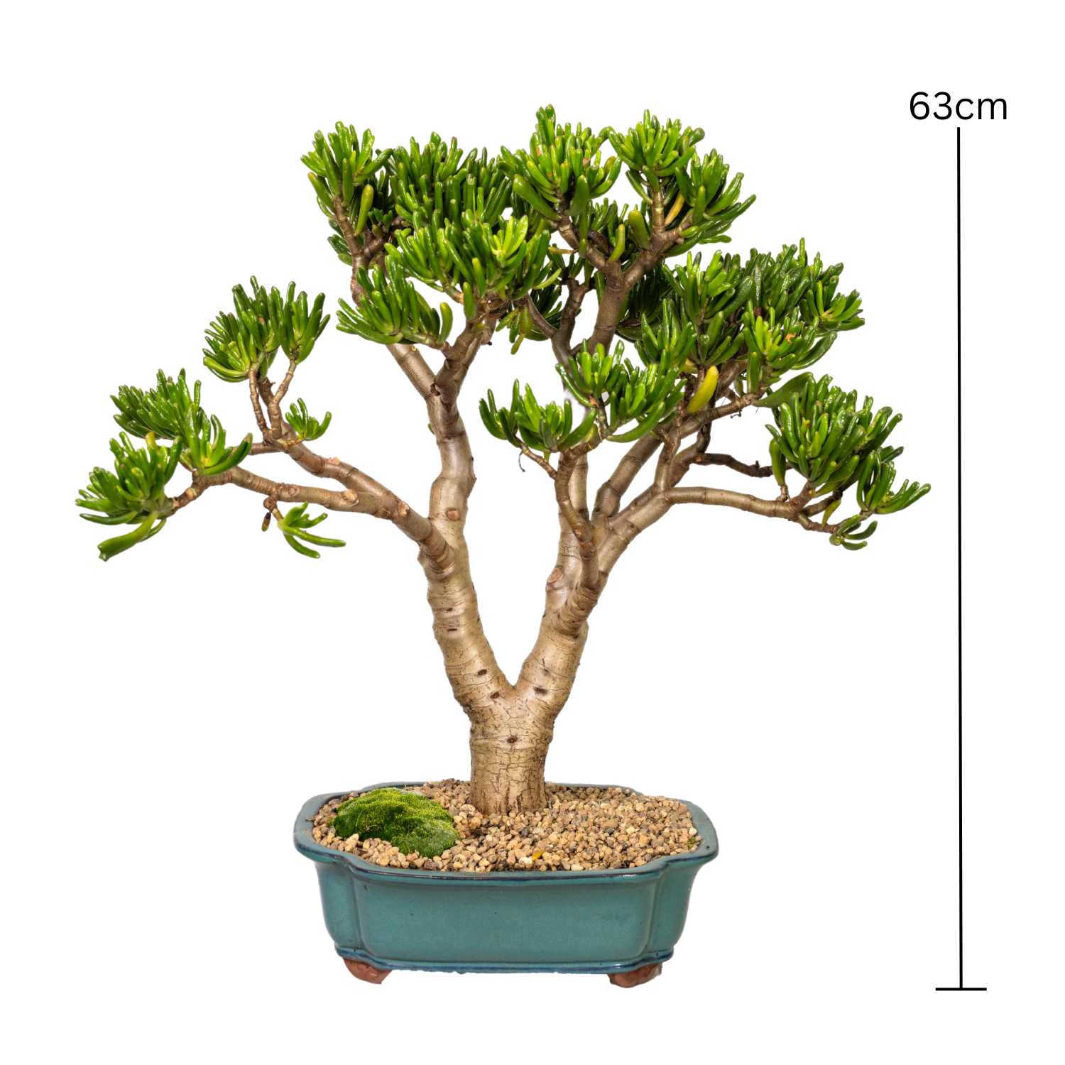 Jade Bonsai (1999)