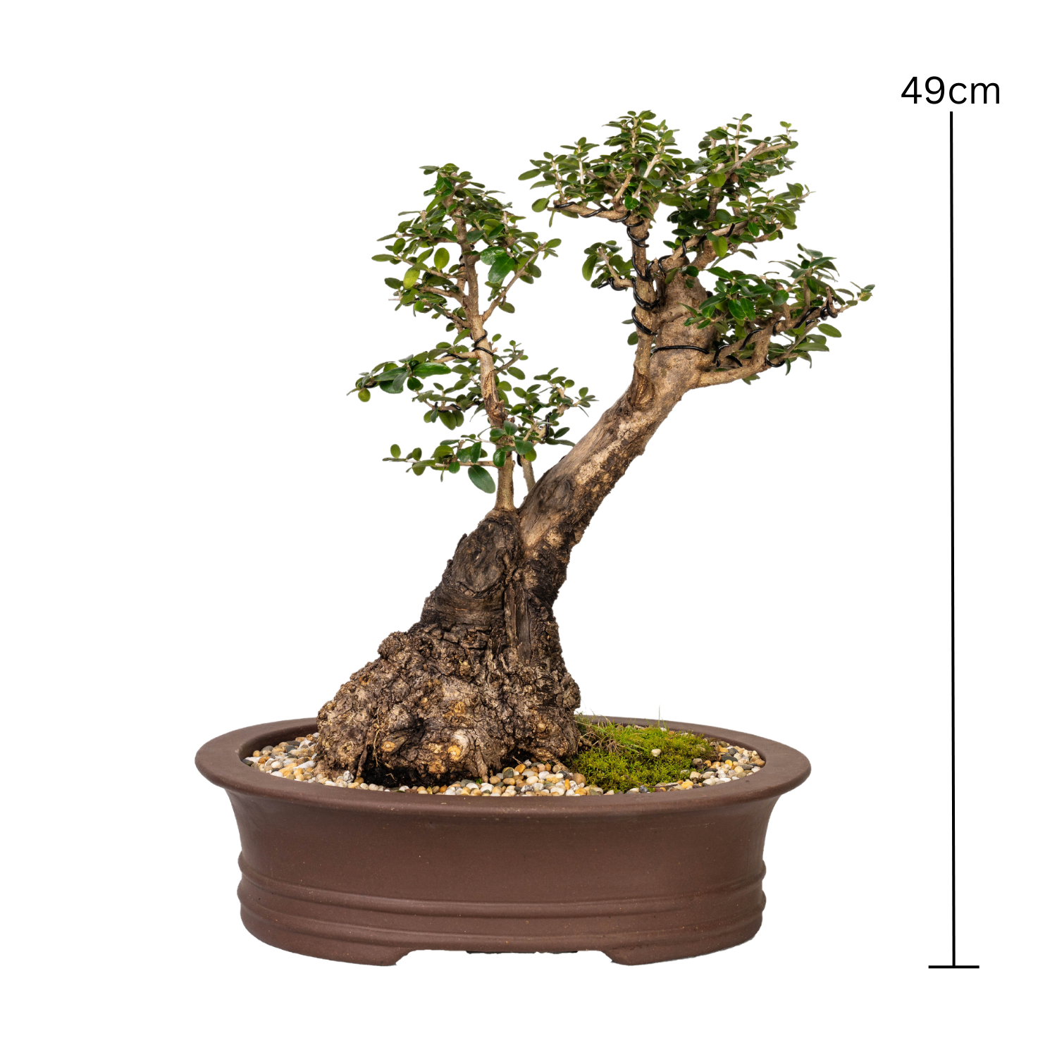 Asian Olive Bonsai (1988)