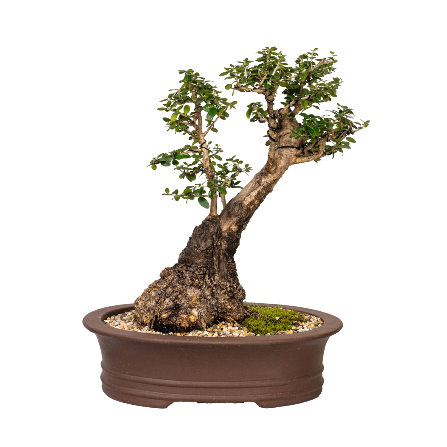 Asian Olive Bonsai (1988)