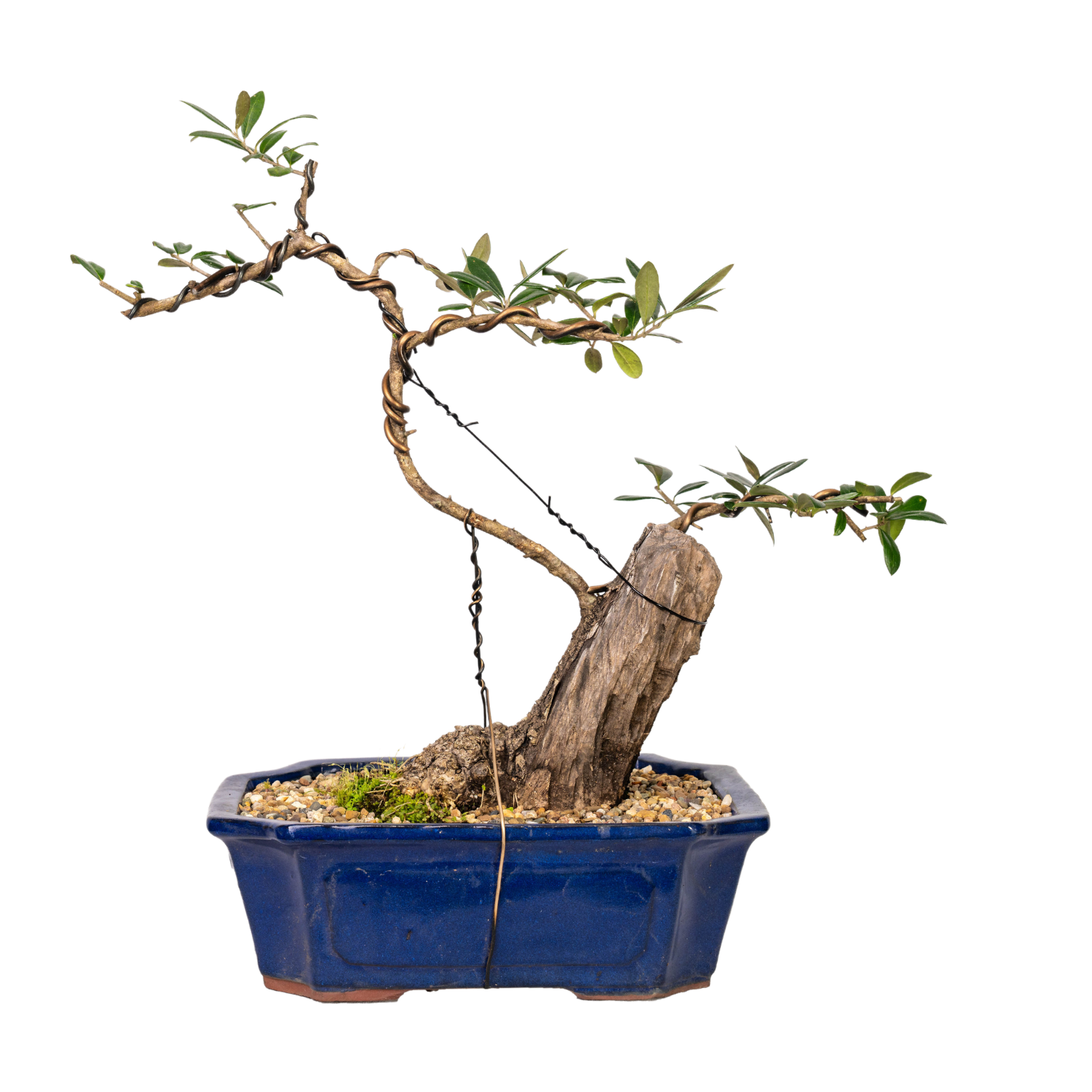 Olive Kalamata Bonsai (1993)