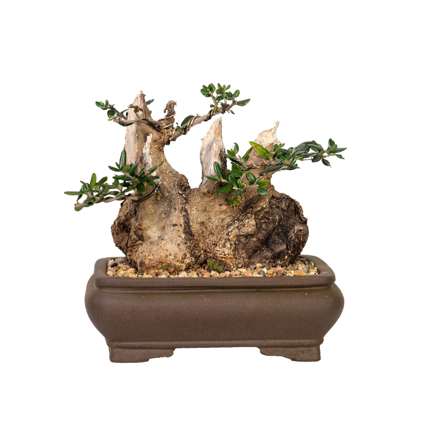 Asian Olive Bonsai (1989)