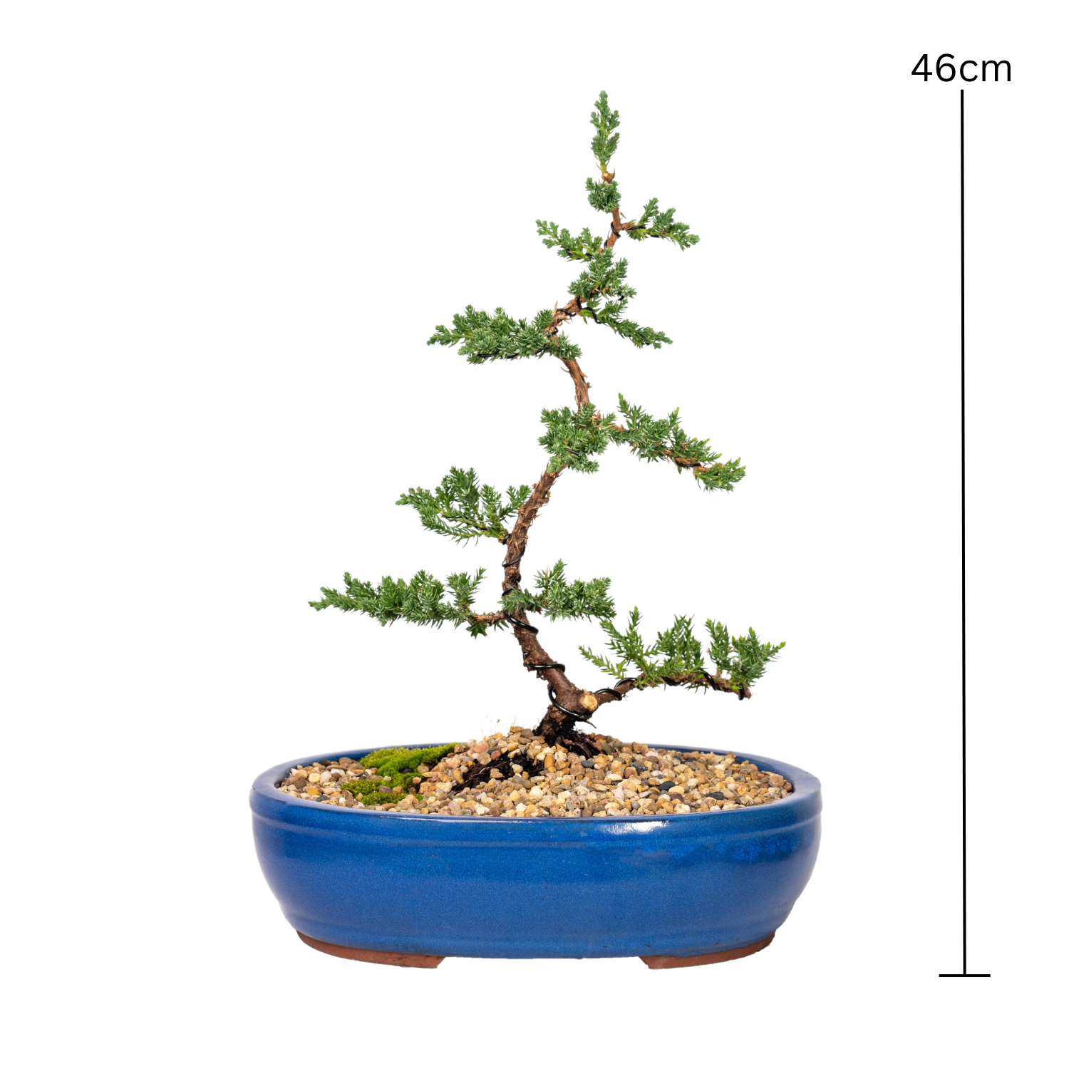Juniper Bonsai (2012)