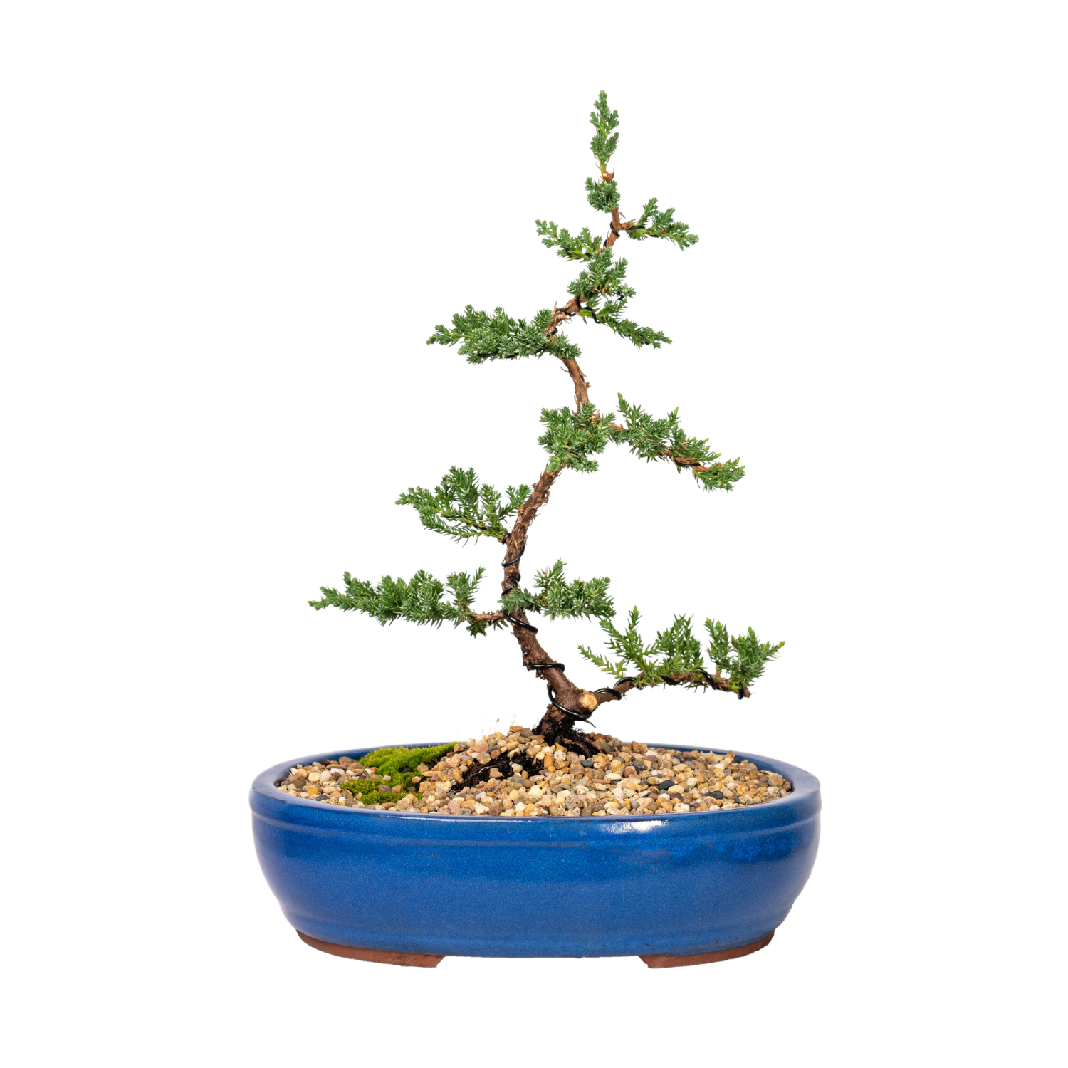 Juniper Bonsai (2012)