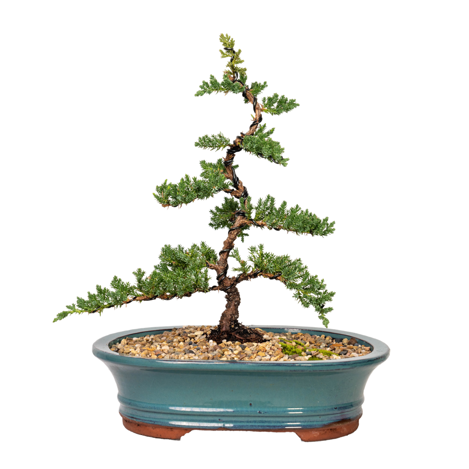 Juniper Bonsai (2012)