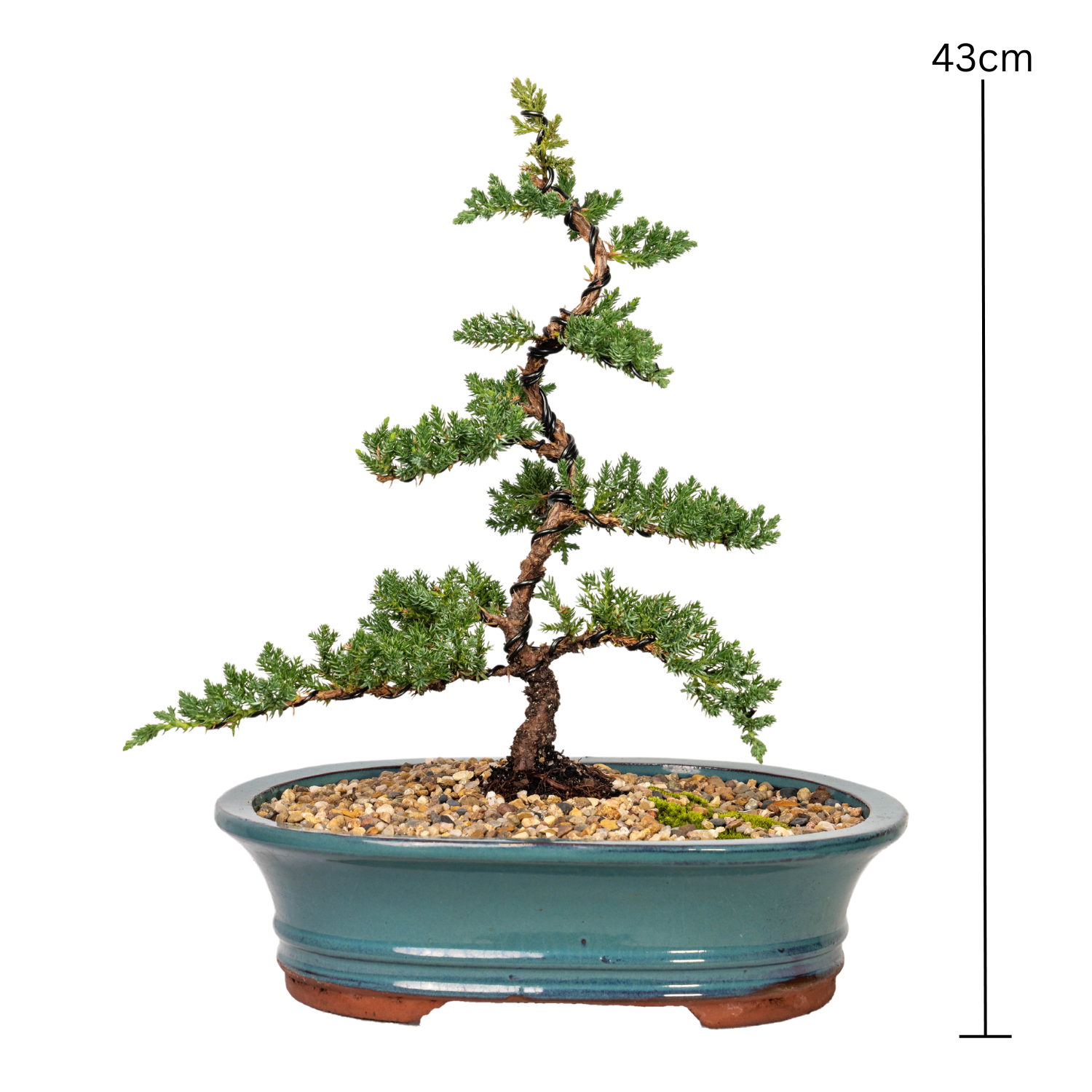 Juniper Bonsai (2012)
