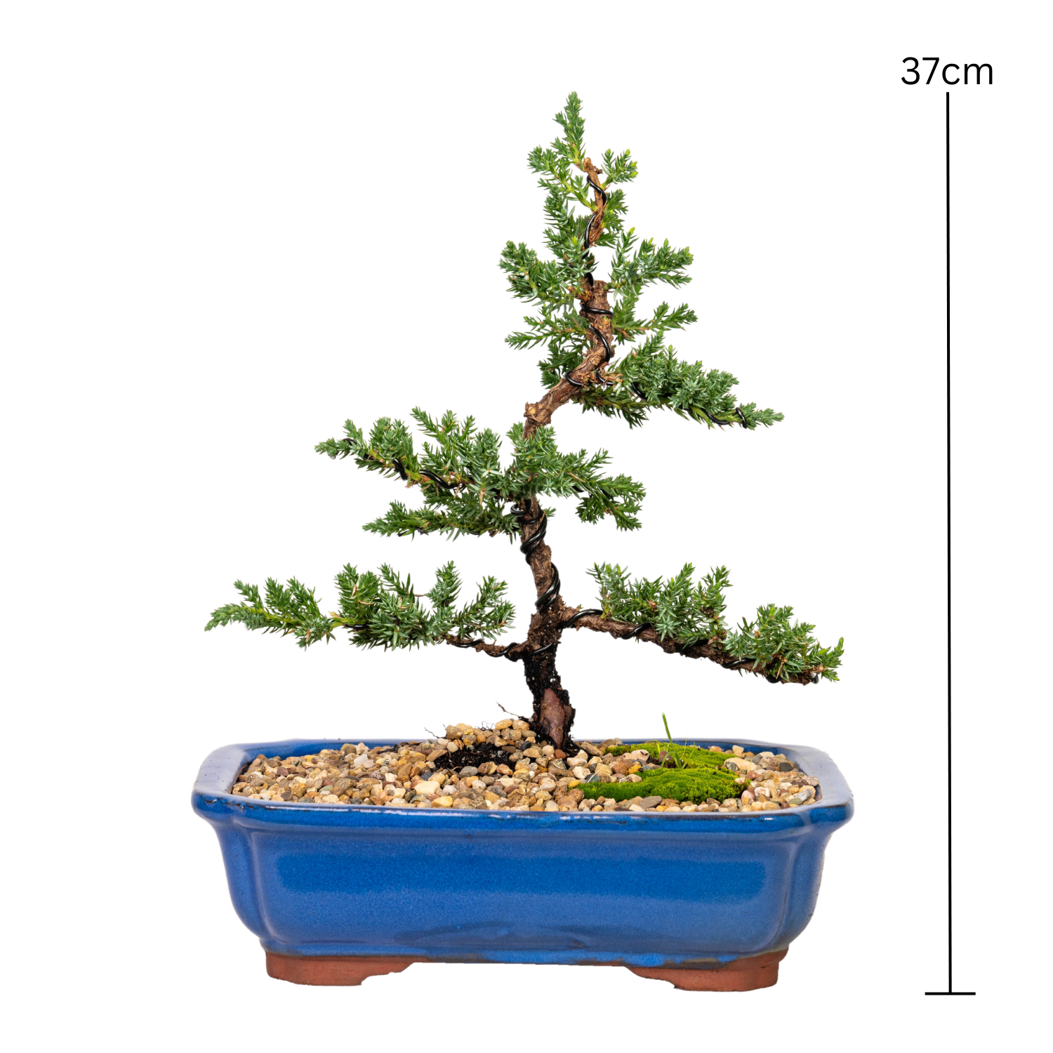 Juniper Bonsai (2013)