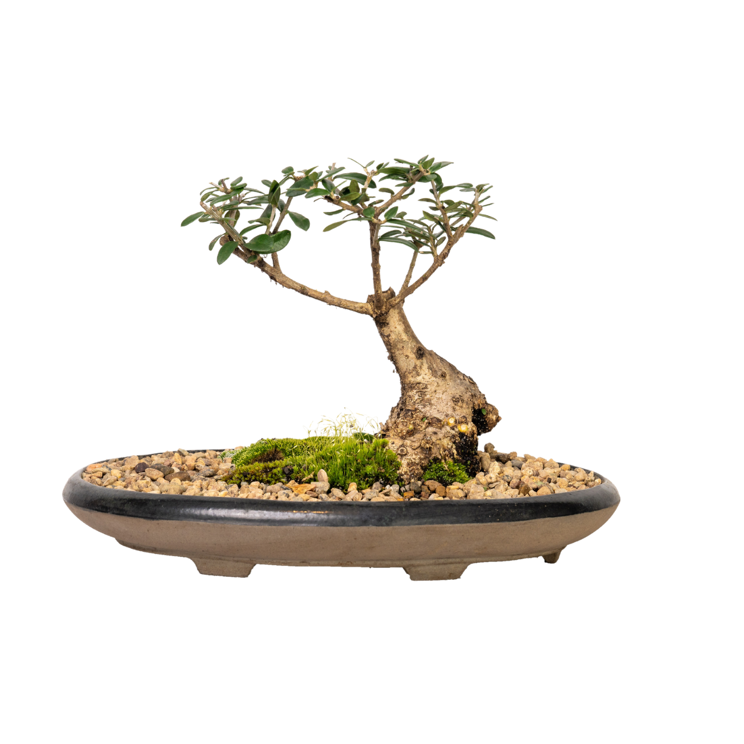 Asian Olive Bonsai (2000)