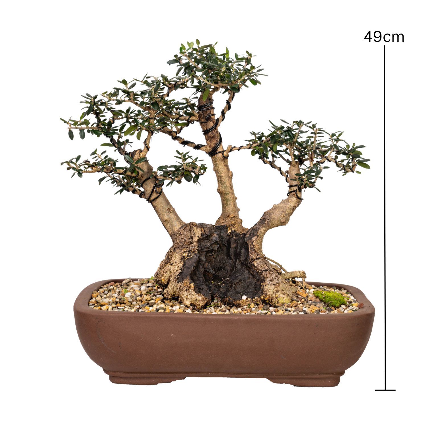 Asian Olive Bonsai (1989)