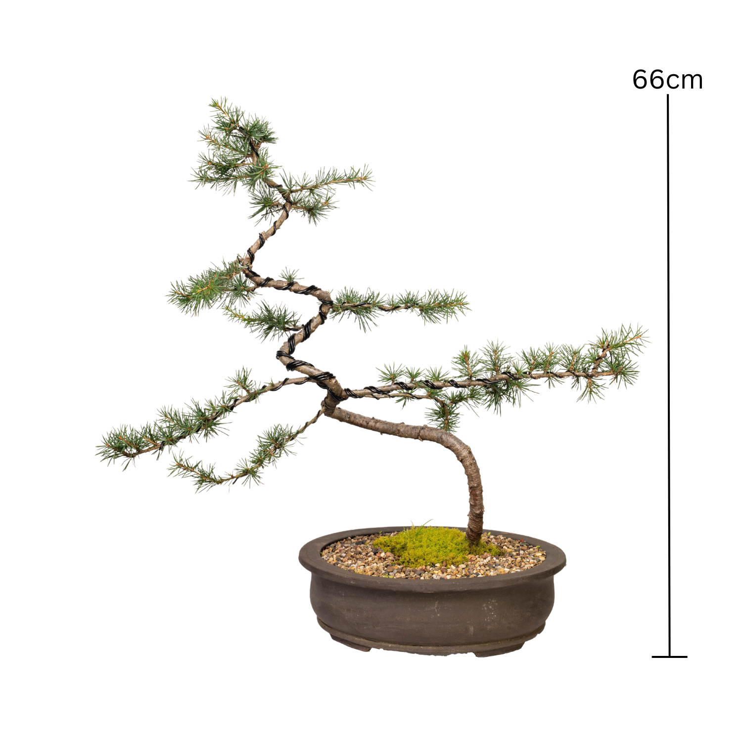 Atlantic Cedar Bonsai (1997)