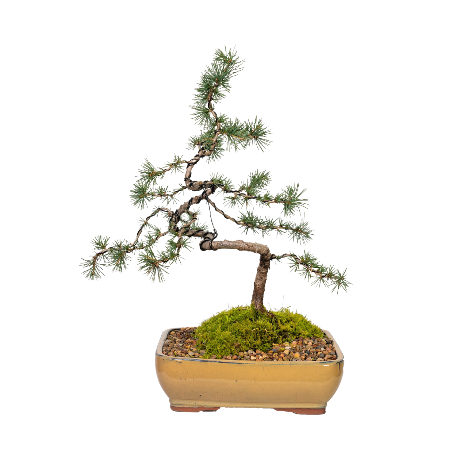 Atlantic Cedar Bonsai (2000)