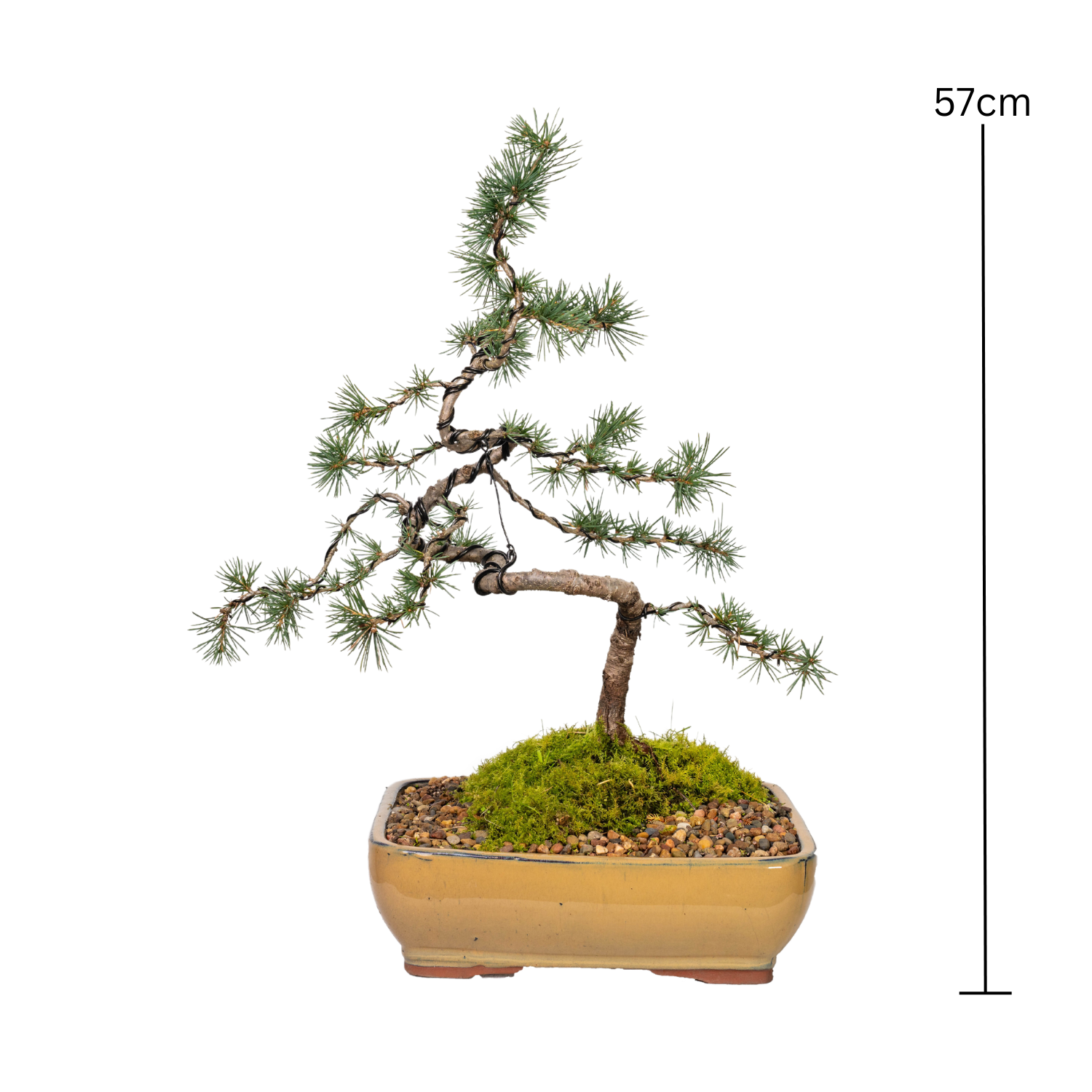 Atlantic Cedar Bonsai (2000)